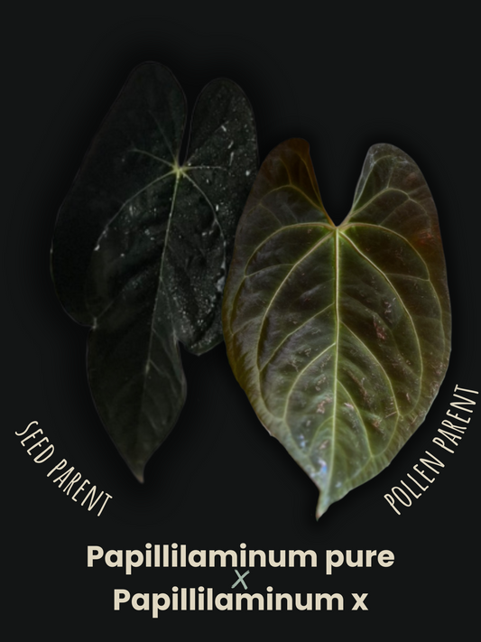 Seed Anthurium Papillilaminum pure x Papillilaminum hybride