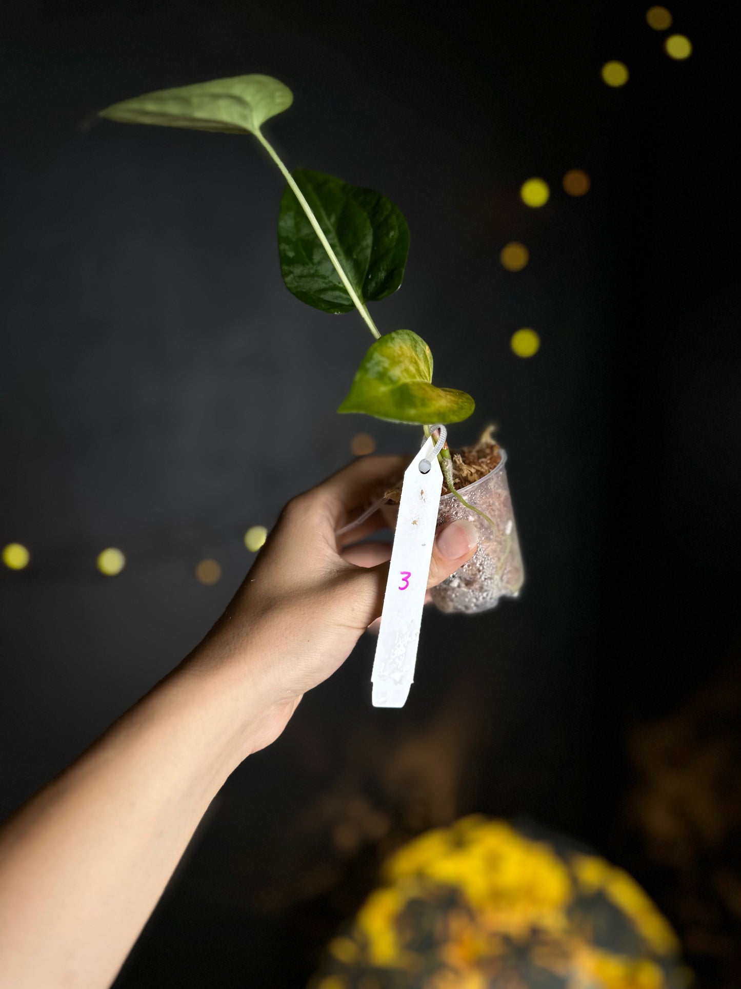 Anthurium NOID Peble leaf x open - Midnight Garden (Hai)