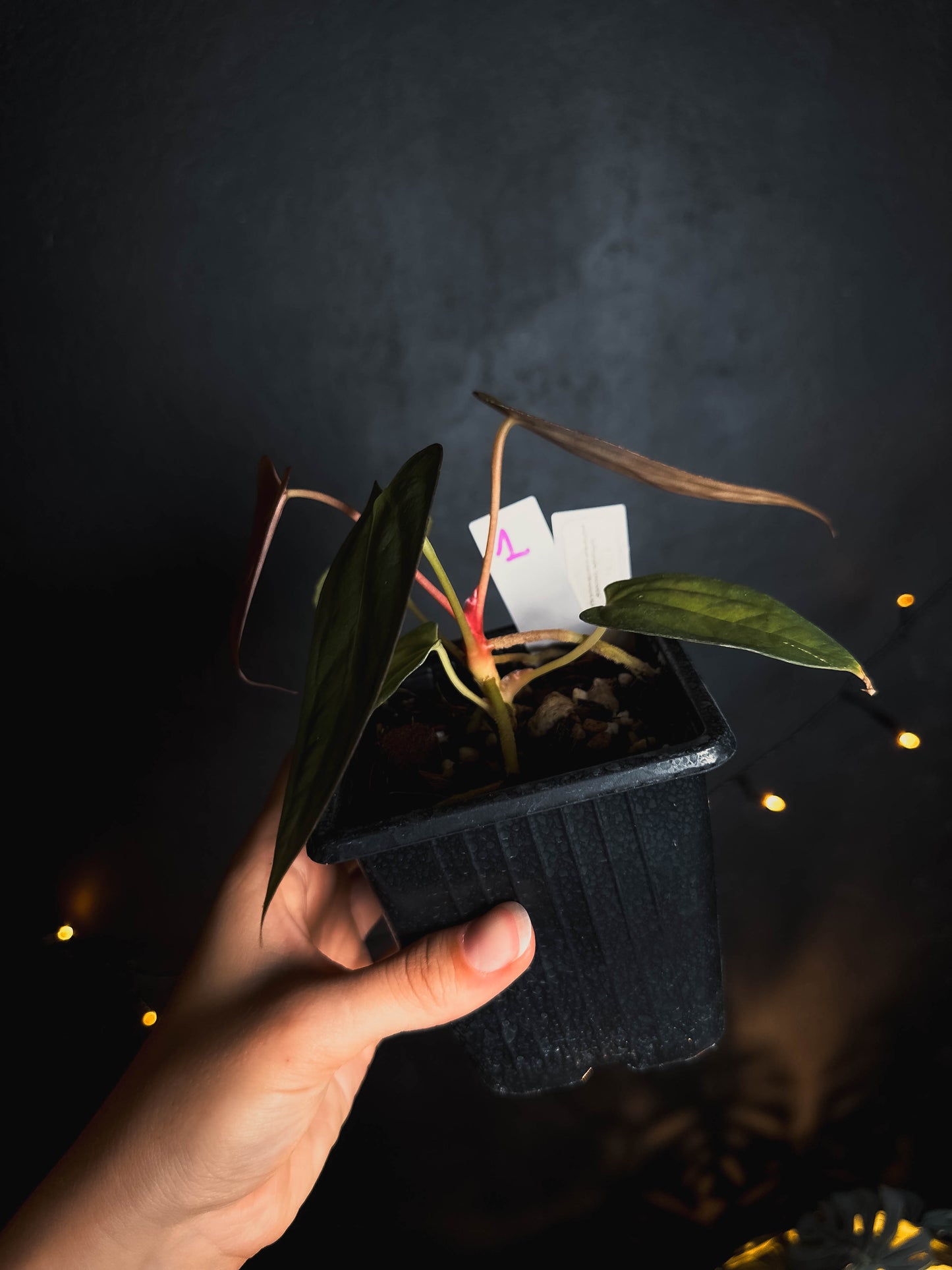 Anthurium Papillilaminum 'Crocodile' (Anthurium Papillilaminum x Papillilaminum hybride)
