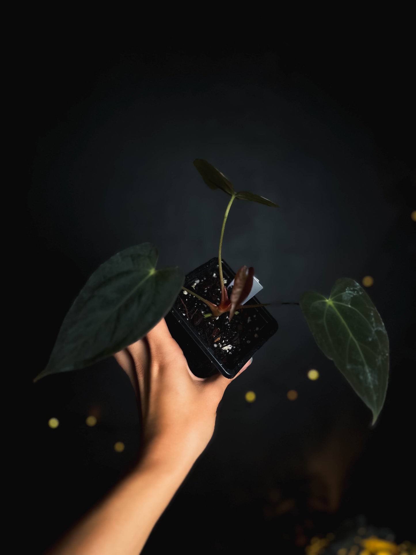 Anthurium Papillilaminum 'Crocodile' (Anthurium Papillilaminum x Papillilaminum hybride)