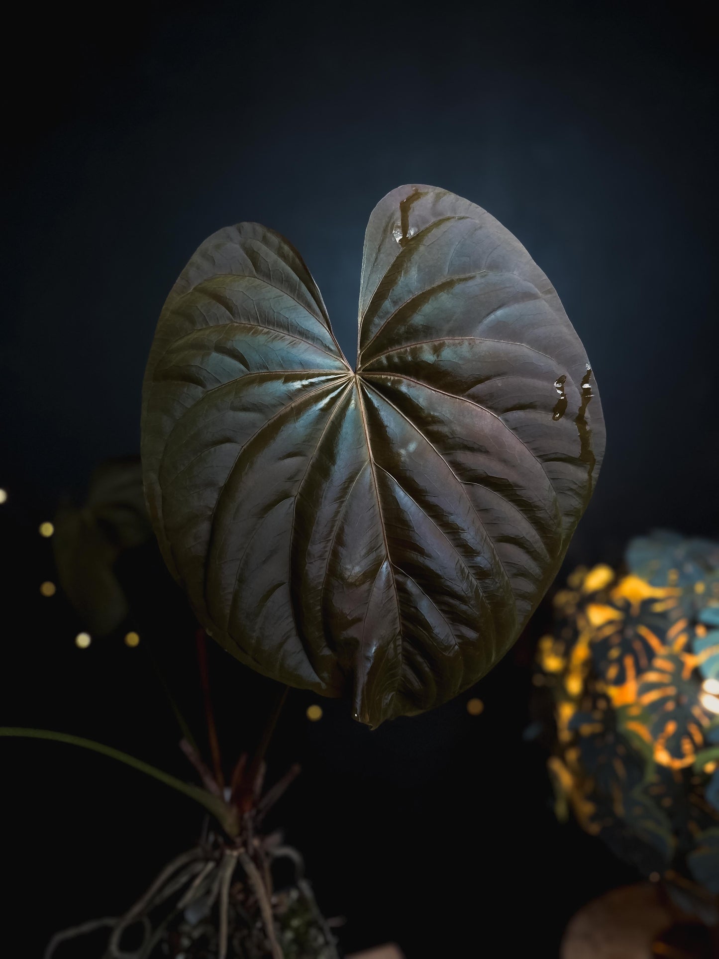 Anthurium Debile Papillilamineum M1 x Debile Papillilamineum M2