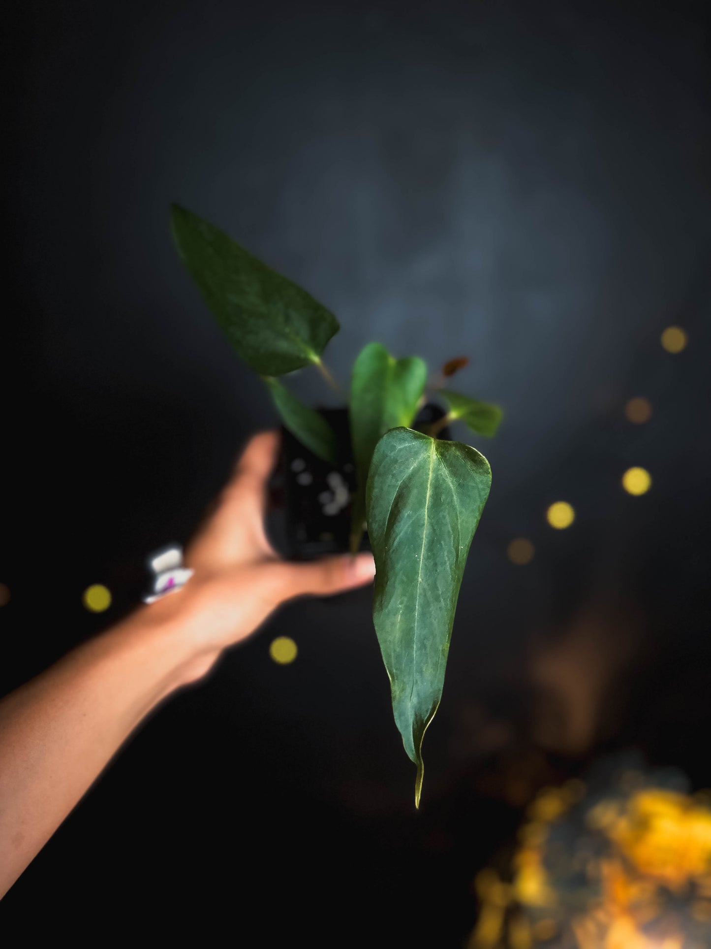Anthurium Portillae