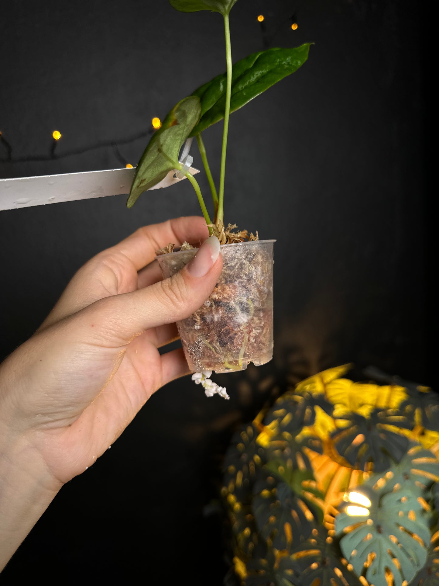Anthurium NOID Peble leaf x open - Midnight Garden (Hai)