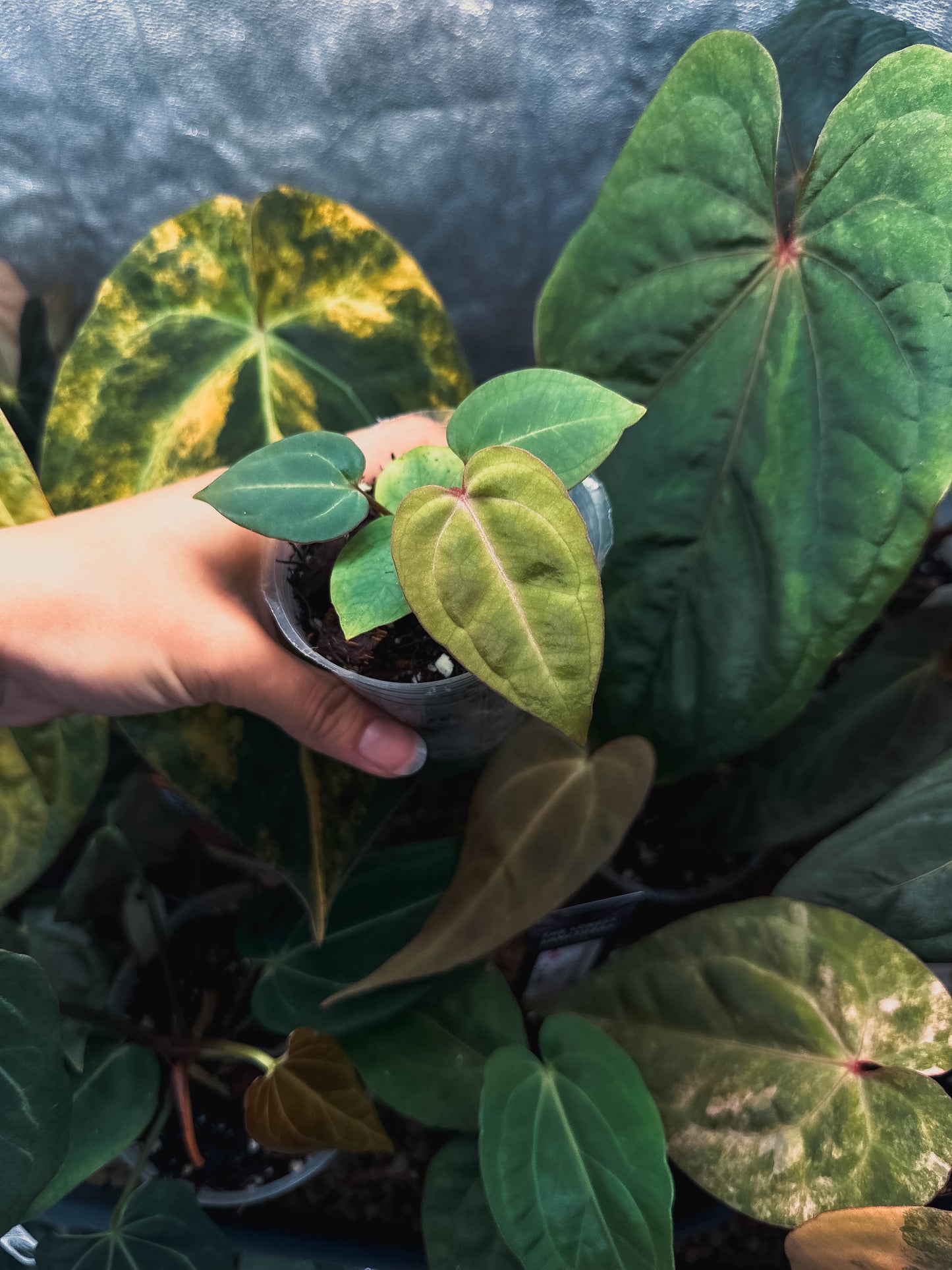 Anthurium 'Ebony' (Michelle x Besseae aff round form)