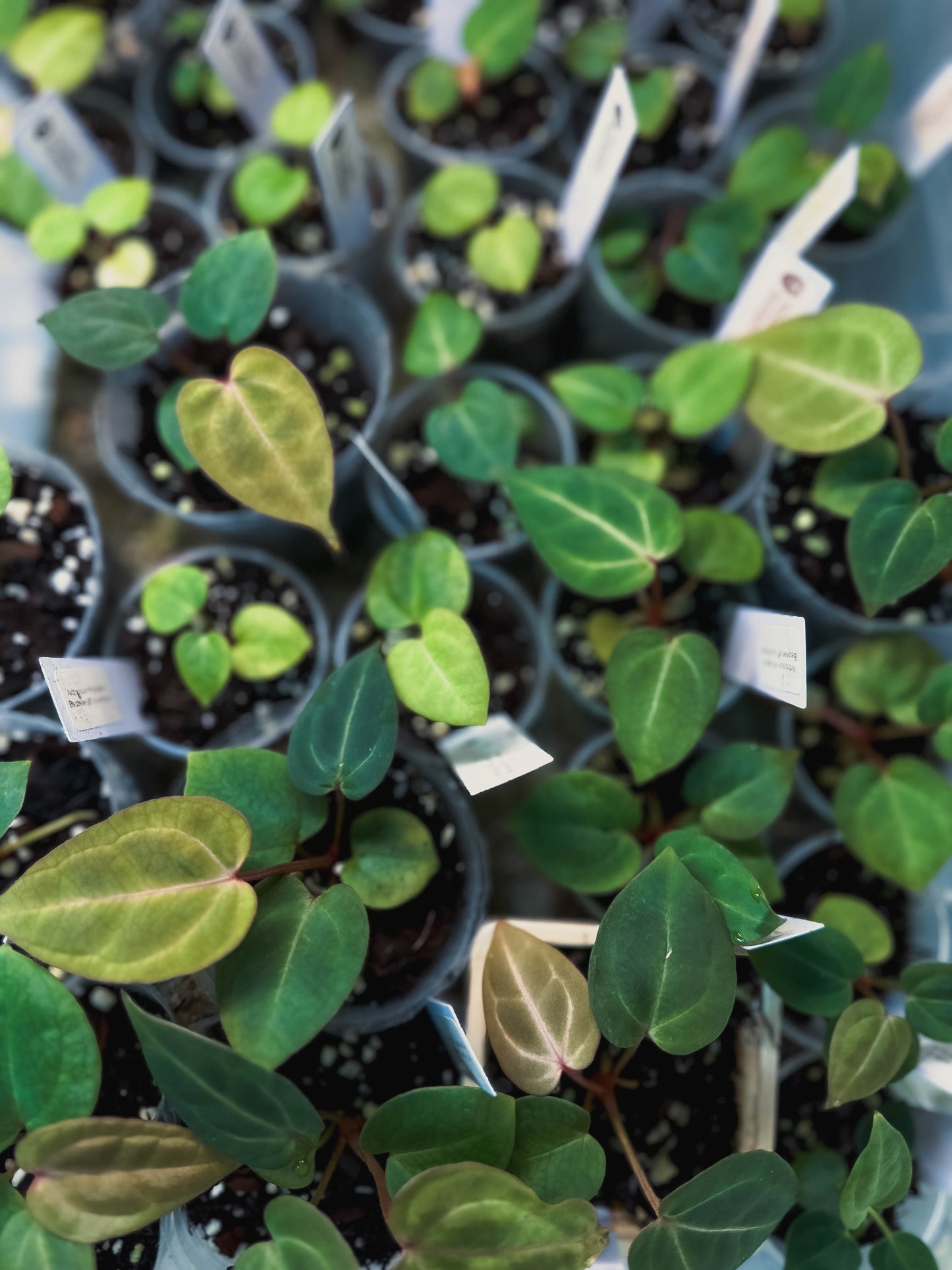 Anthurium 'Ebony' (Michelle x Besseae aff round form)