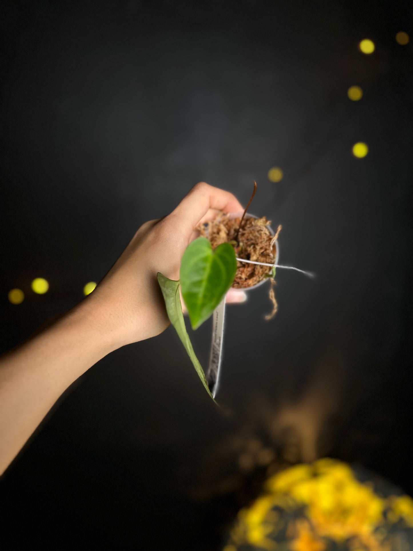 Anthurium NOID Peble leaf x open - Midnight Garden (Hai)