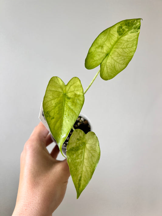 Alocasia Gageana variegata