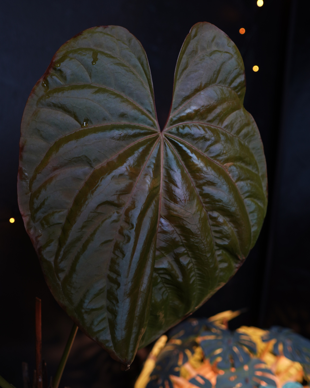 Anthurium 'Molly' (Michelle x Debile Papillilaminum M1)