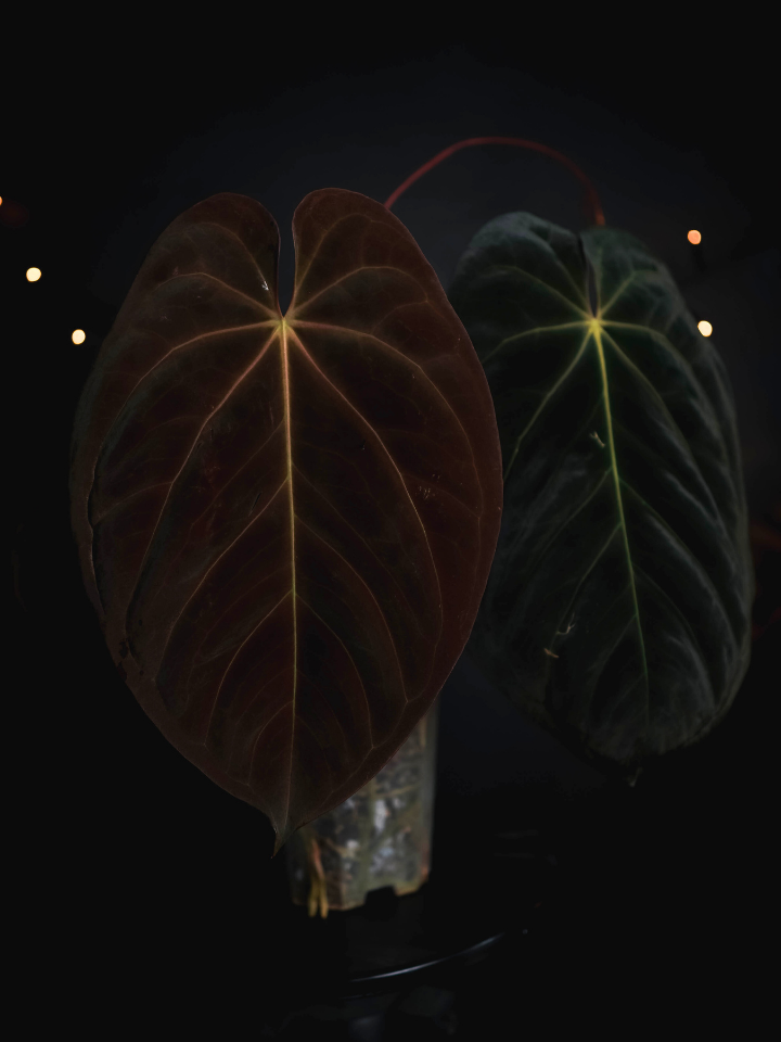 Anthurium 'Nyx' - Anthurium Goliath x Anthurium Dark Phoenix