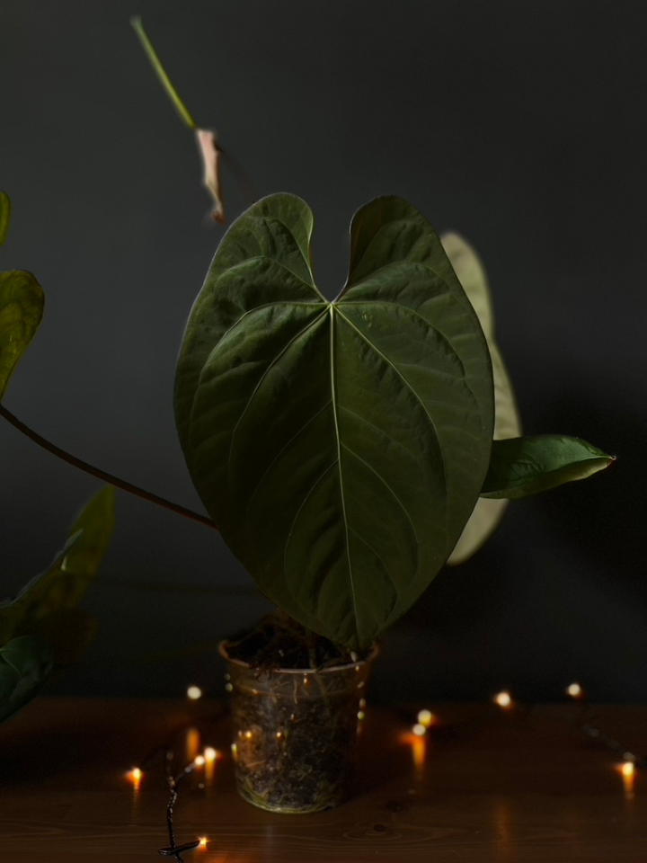 Anthurium 'Raven' - Anthurium Papillilaminum x Anthurium Dressleri x Papillilaminum