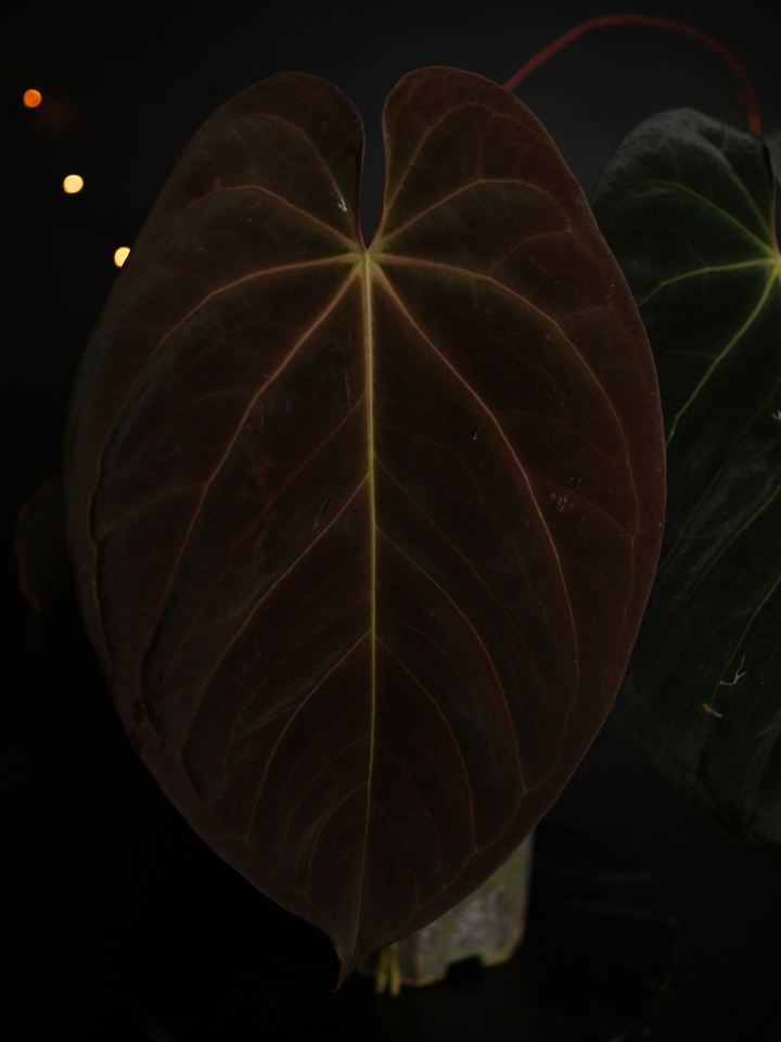 Anthurium 'Nyx' - Anthurium Goliath x Anthurium Dark Phoenix