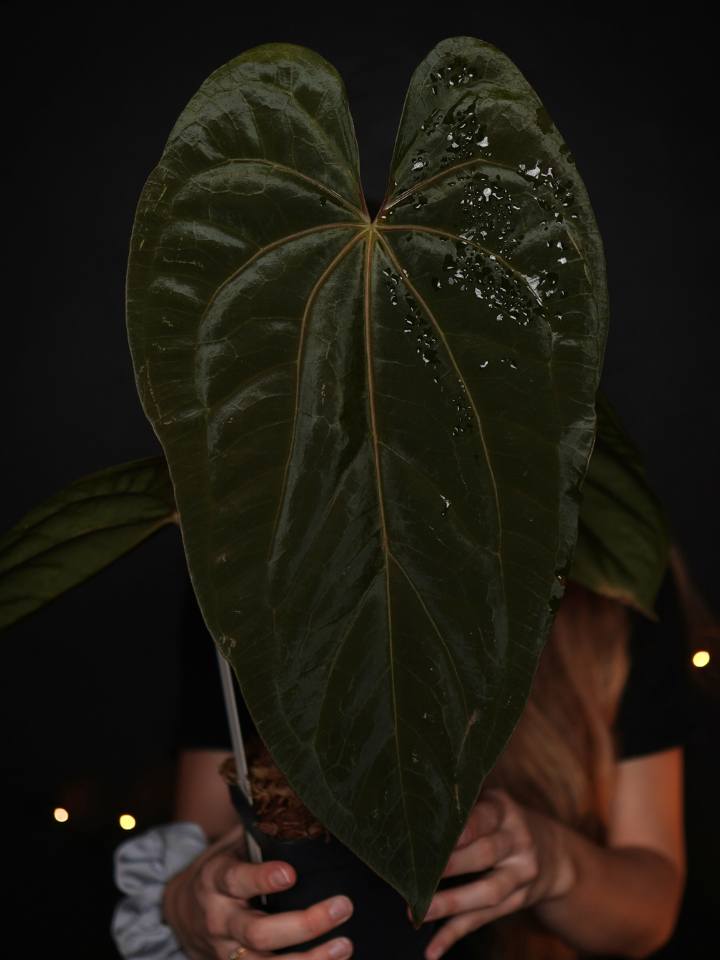 Anthurium 'Raven' - Anthurium Papillilaminum x Anthurium Dressleri x Papillilaminum