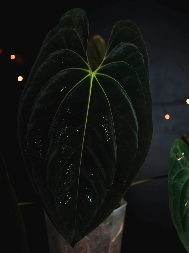 Anthurium 'Nyx' - Anthurium Goliath x Anthurium Dark Phoenix