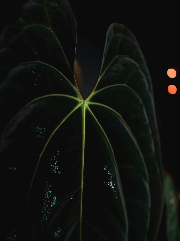 Anthurium 'Nyx' - Anthurium Goliath x Anthurium Dark Phoenix