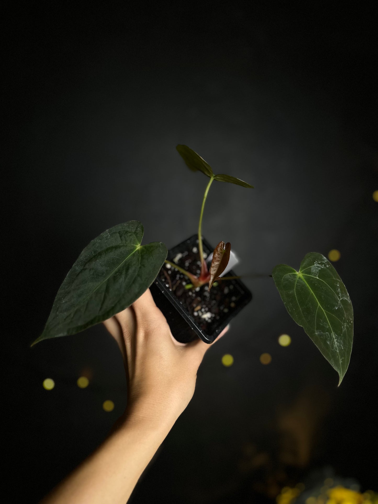 Anthurium Papillilaminum 'Crocodile' (Anthurium Papillilaminum x Papillilaminum hybride)