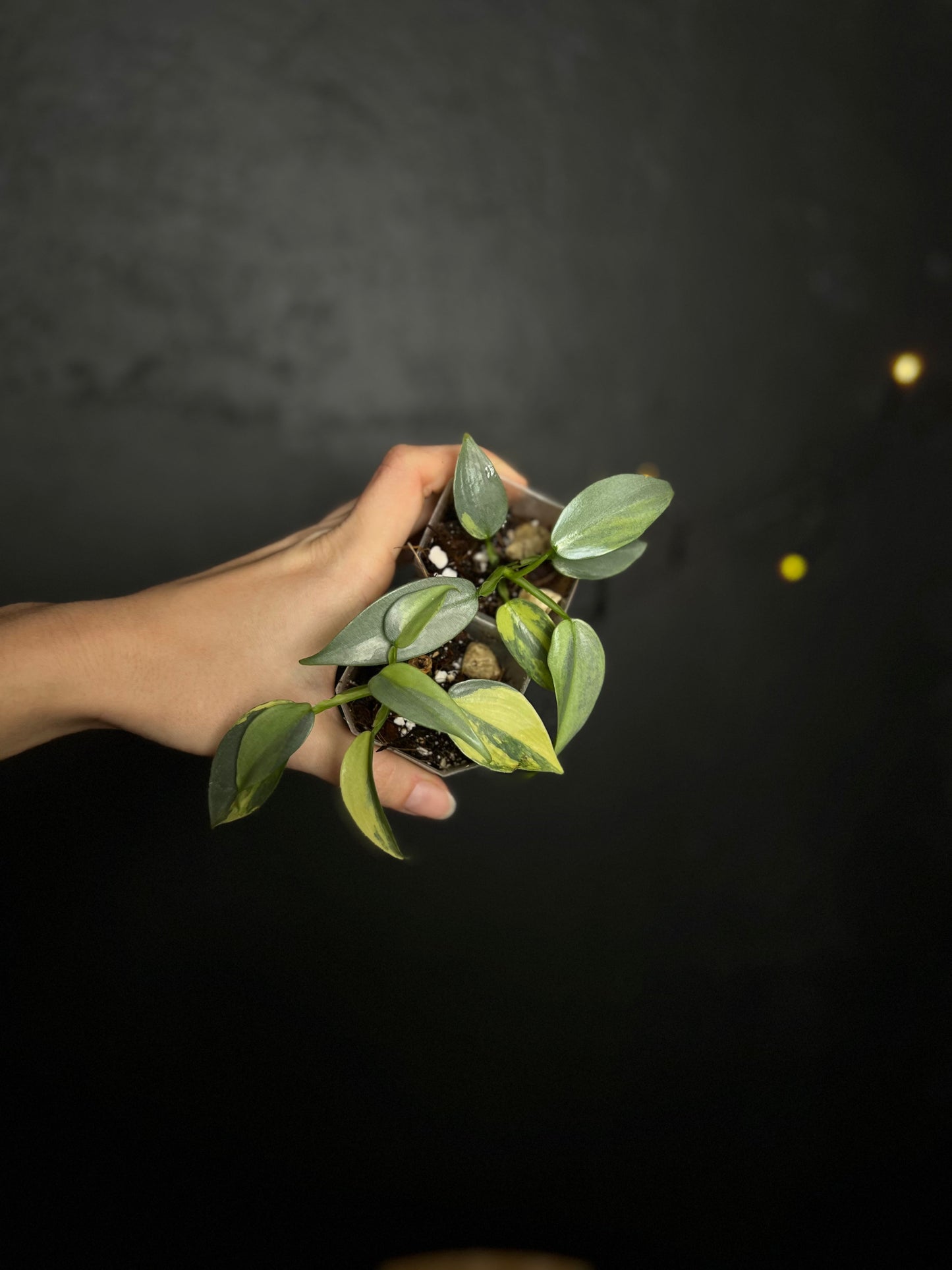 Philodendron silver sword variegata