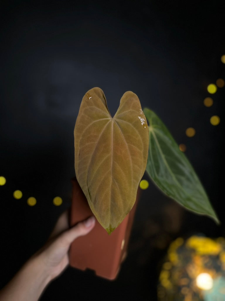 Anthurium dressleri x papillilaminum
