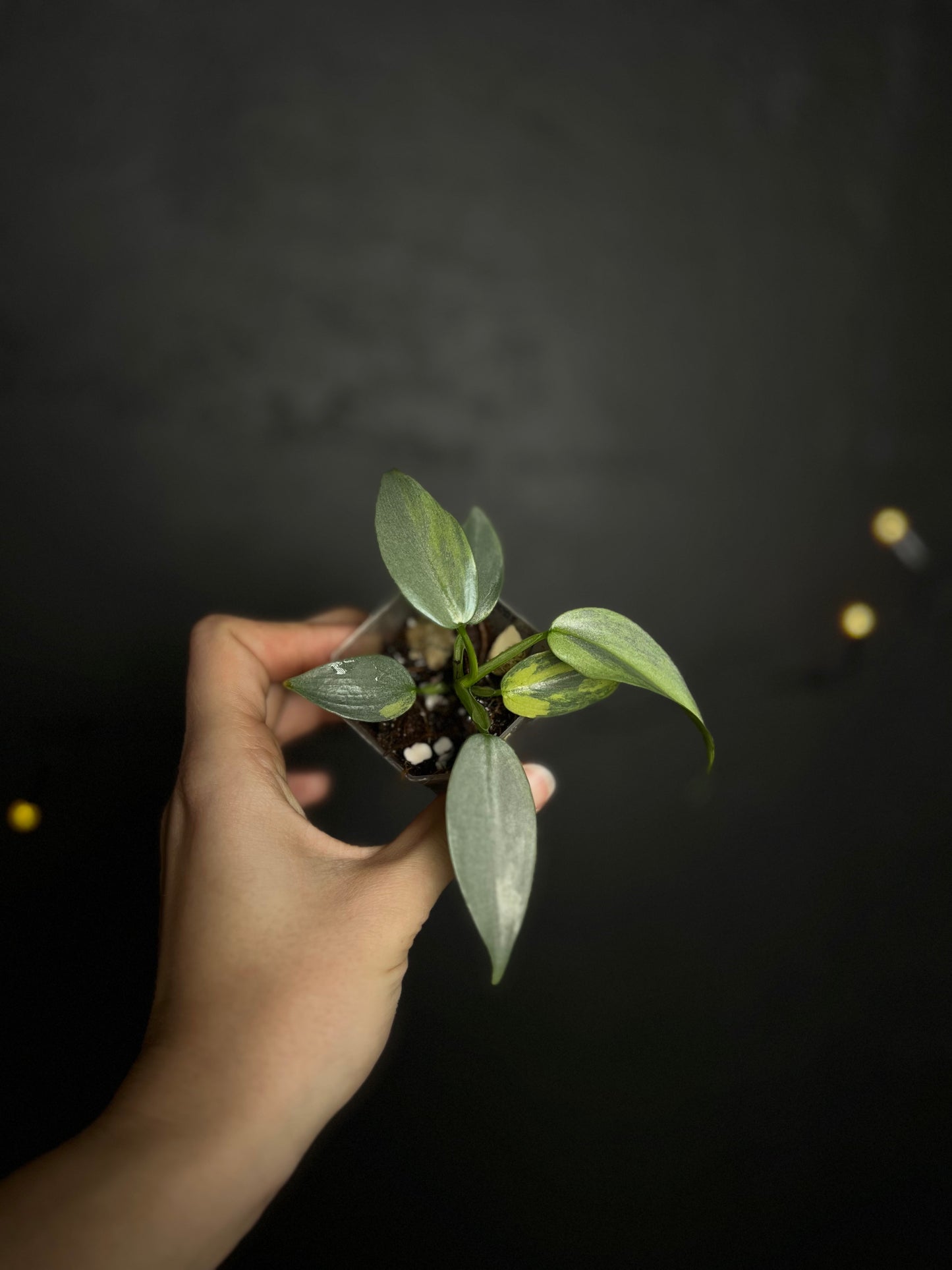Philodendron silver sword variegata