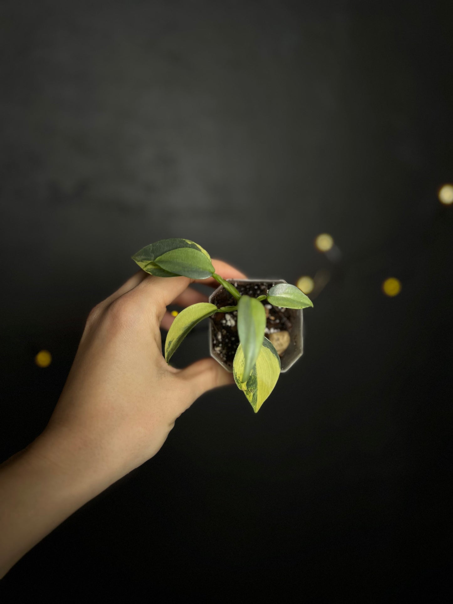 Philodendron silver sword variegata