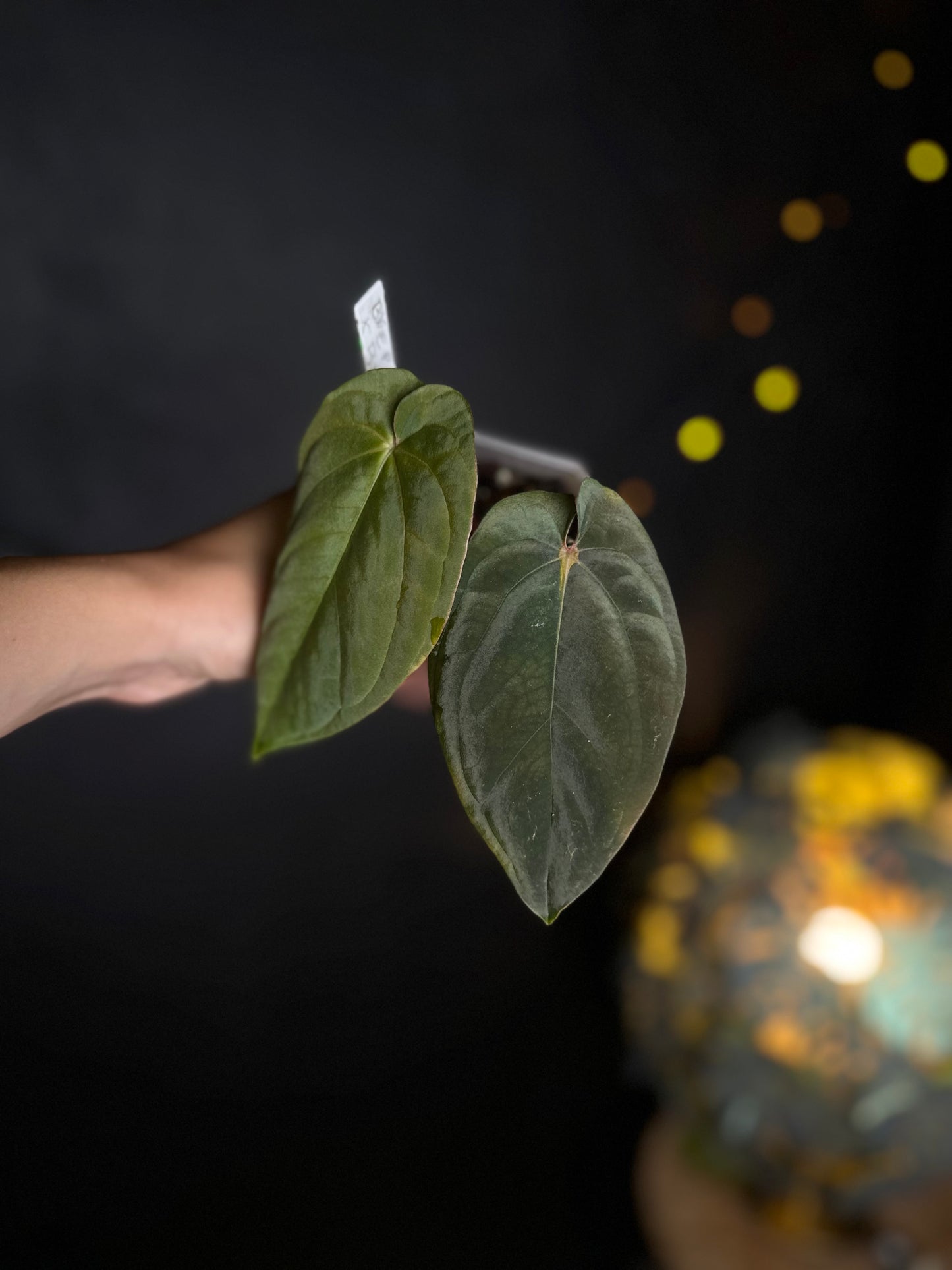 Anthurium Antalokii / BVEP S3 x OG1 - Scott Cohen