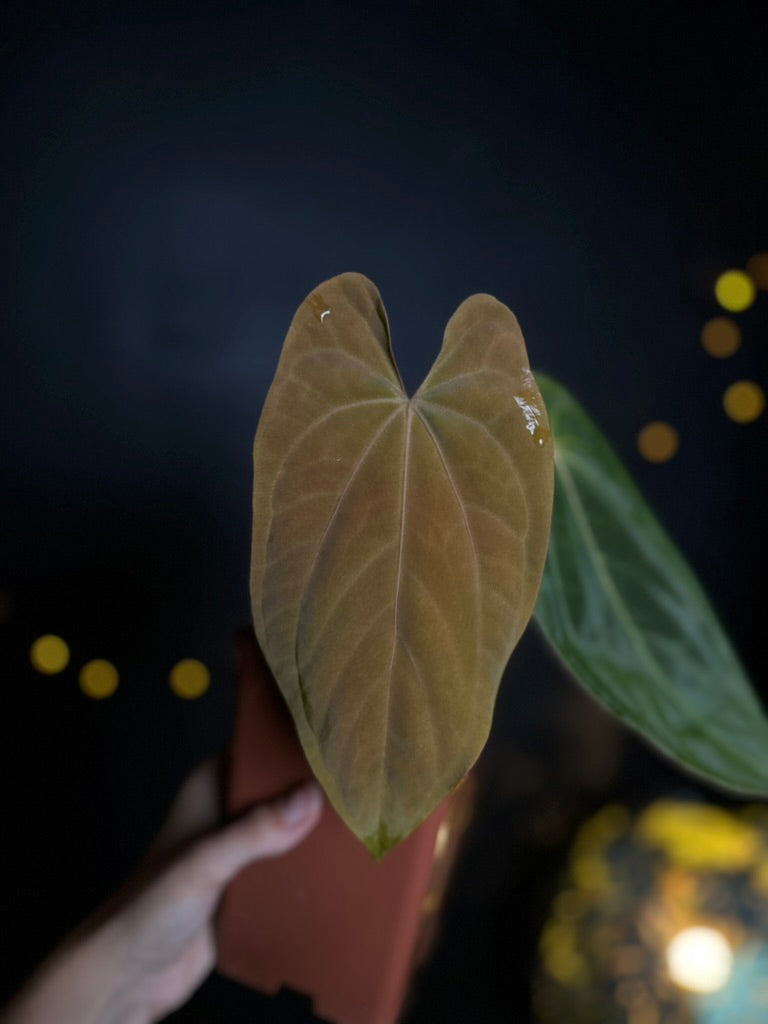 Anthurium dressleri x papillilaminum