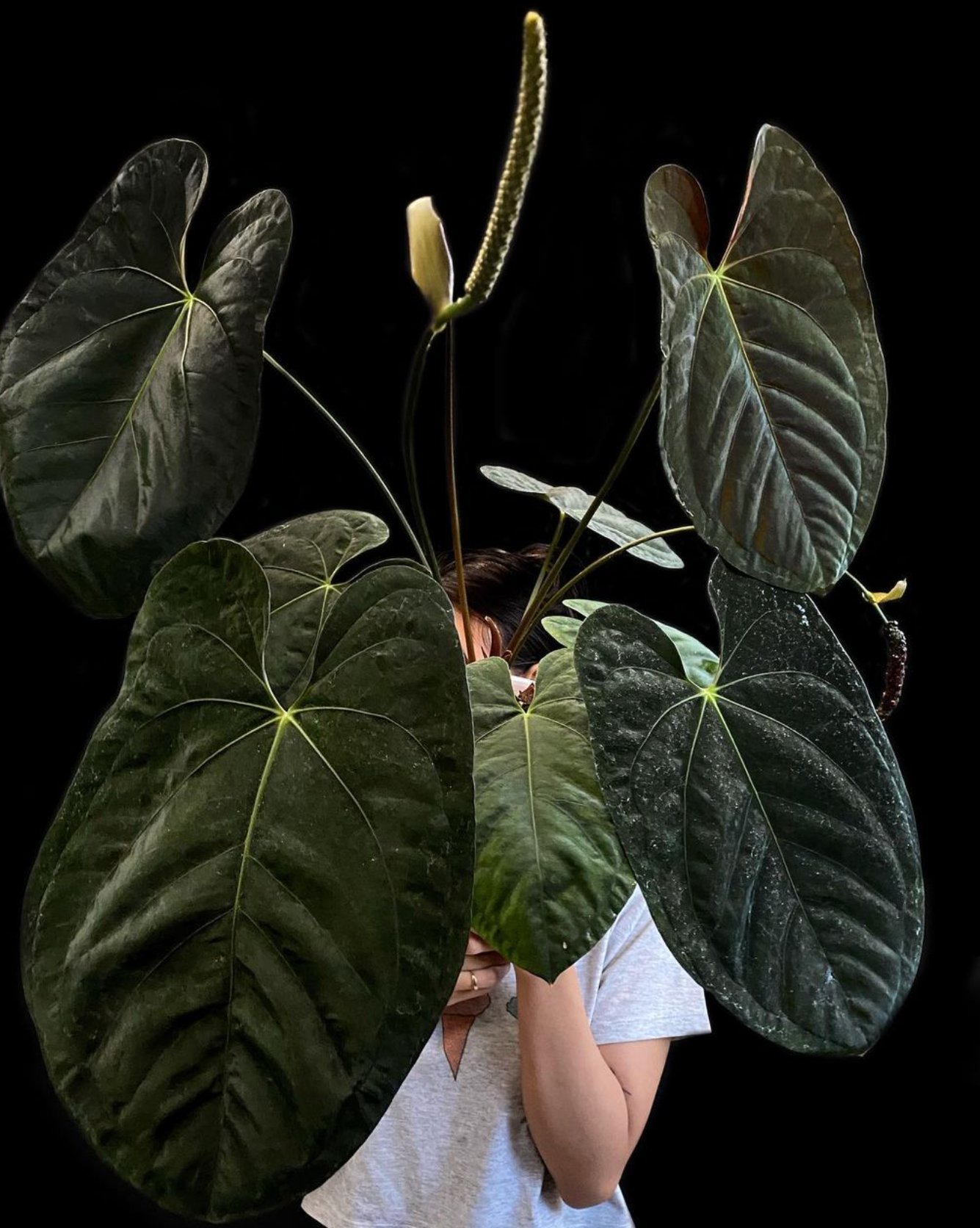 Anthurium Mahameru