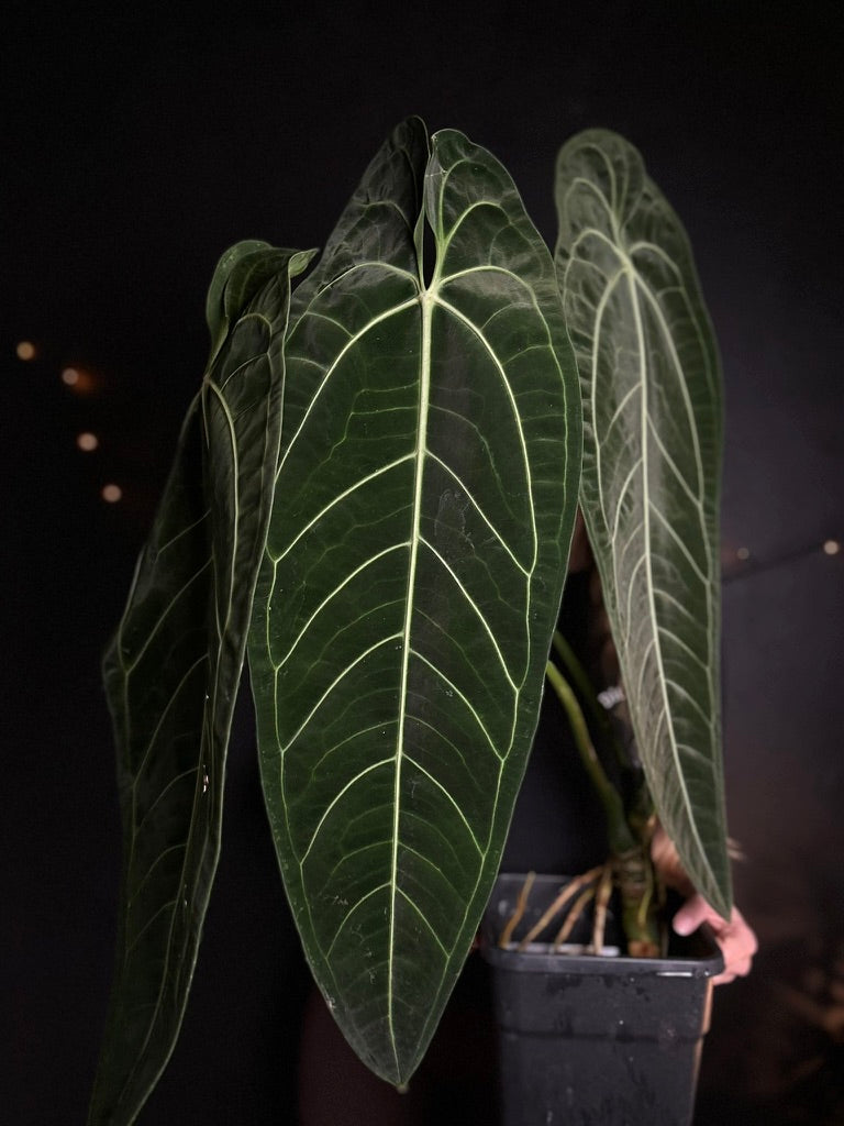 Anthurium Warocqueanum