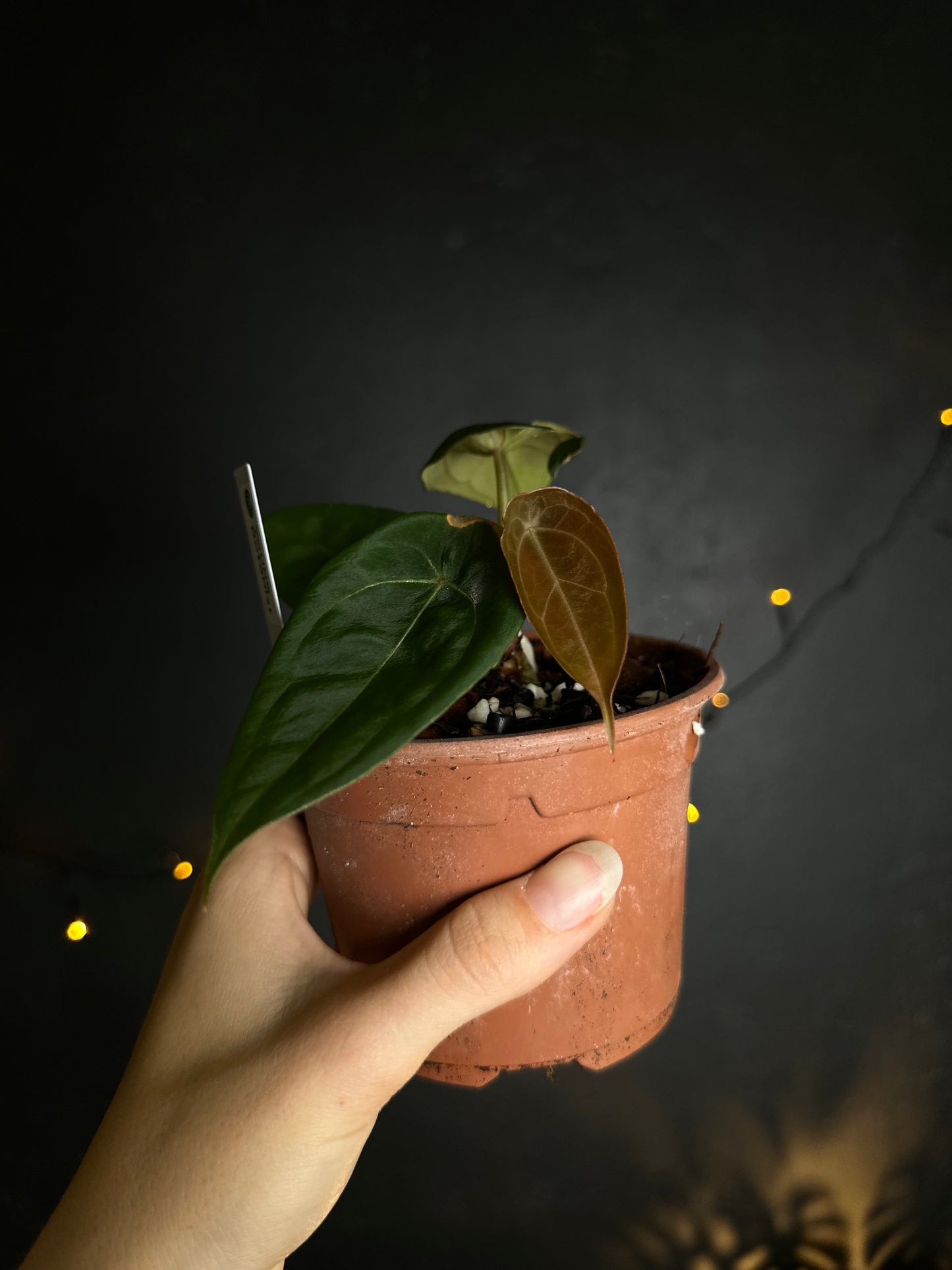 Anthurium Red Spider