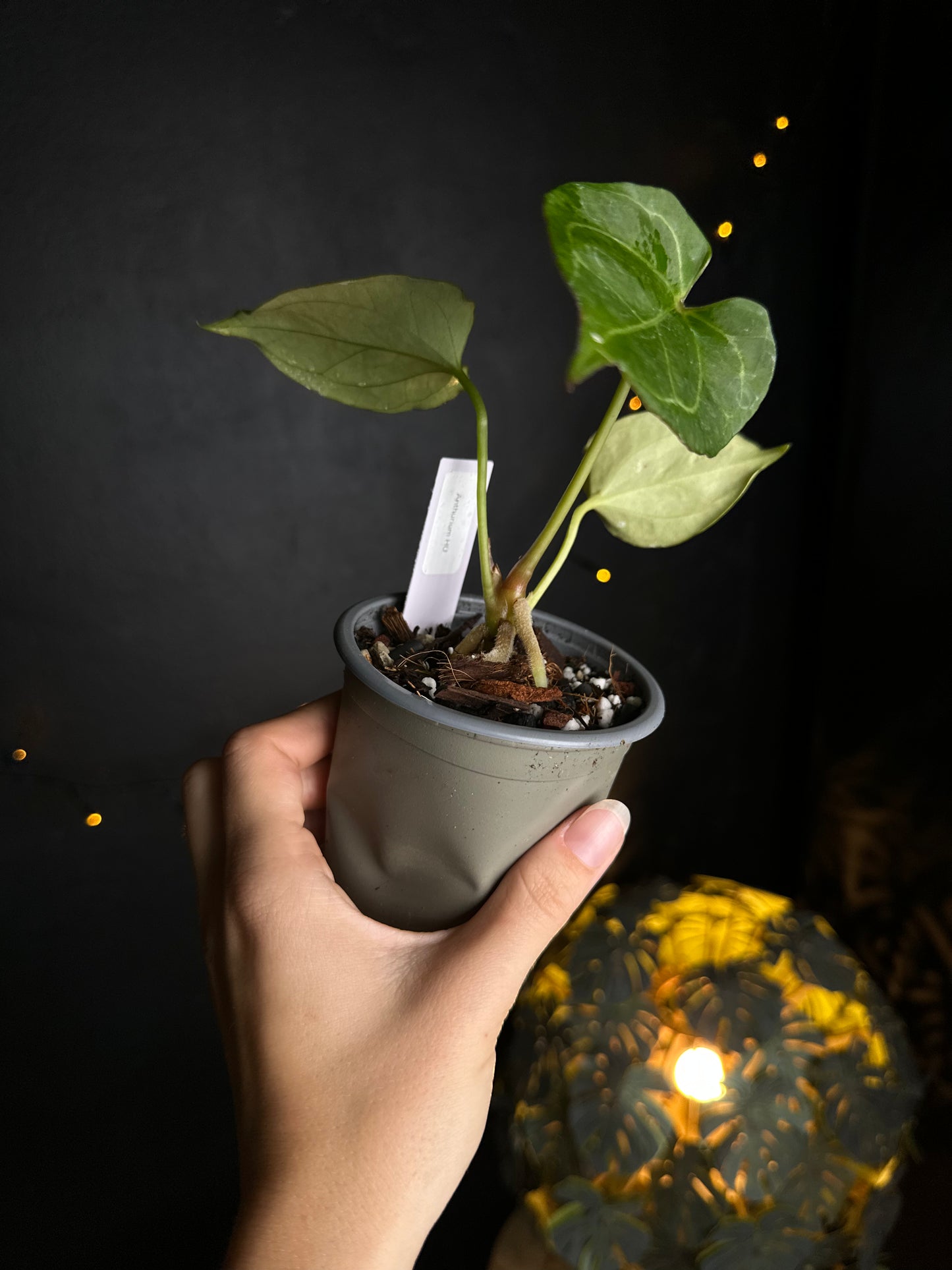 Anthurium King of Spades (KOS or HU) - size S