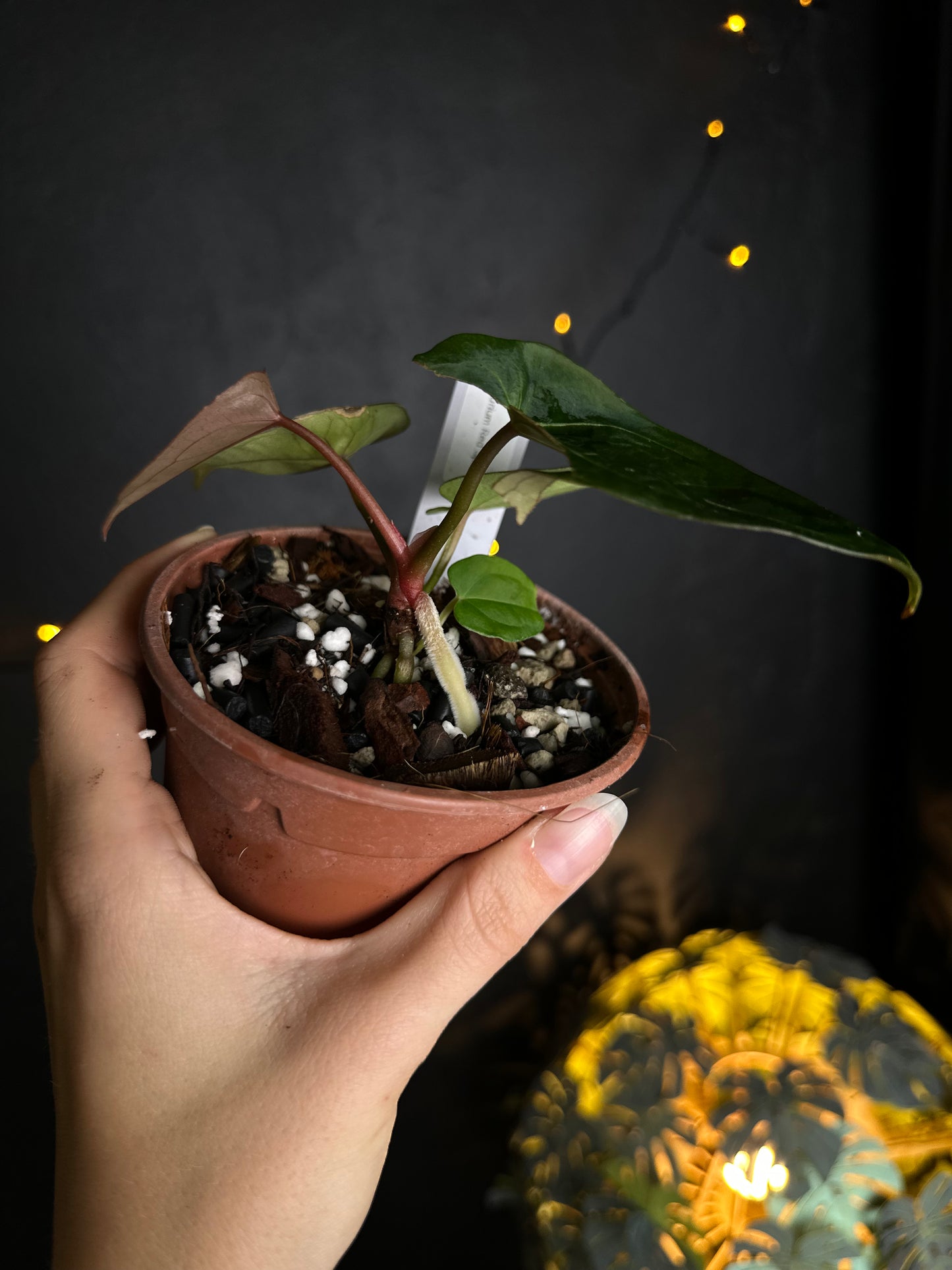 Anthurium Red Spider