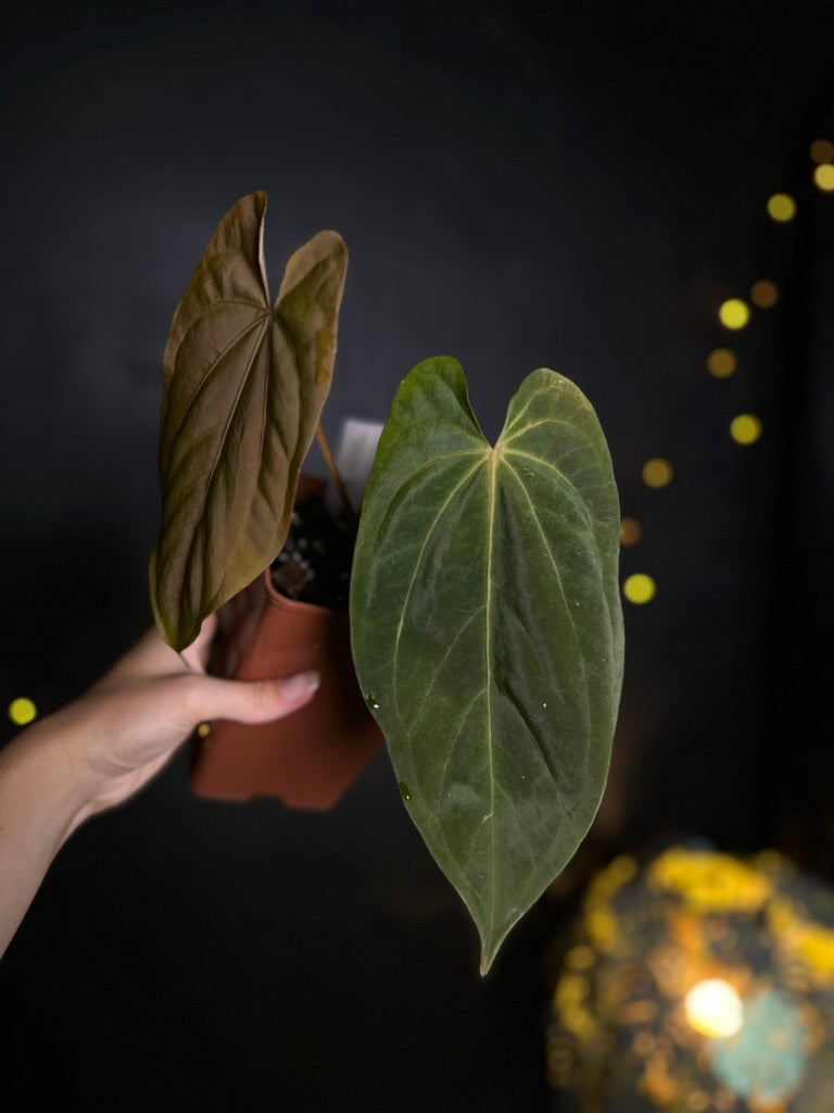 Anthurium dressleri x papillilaminum