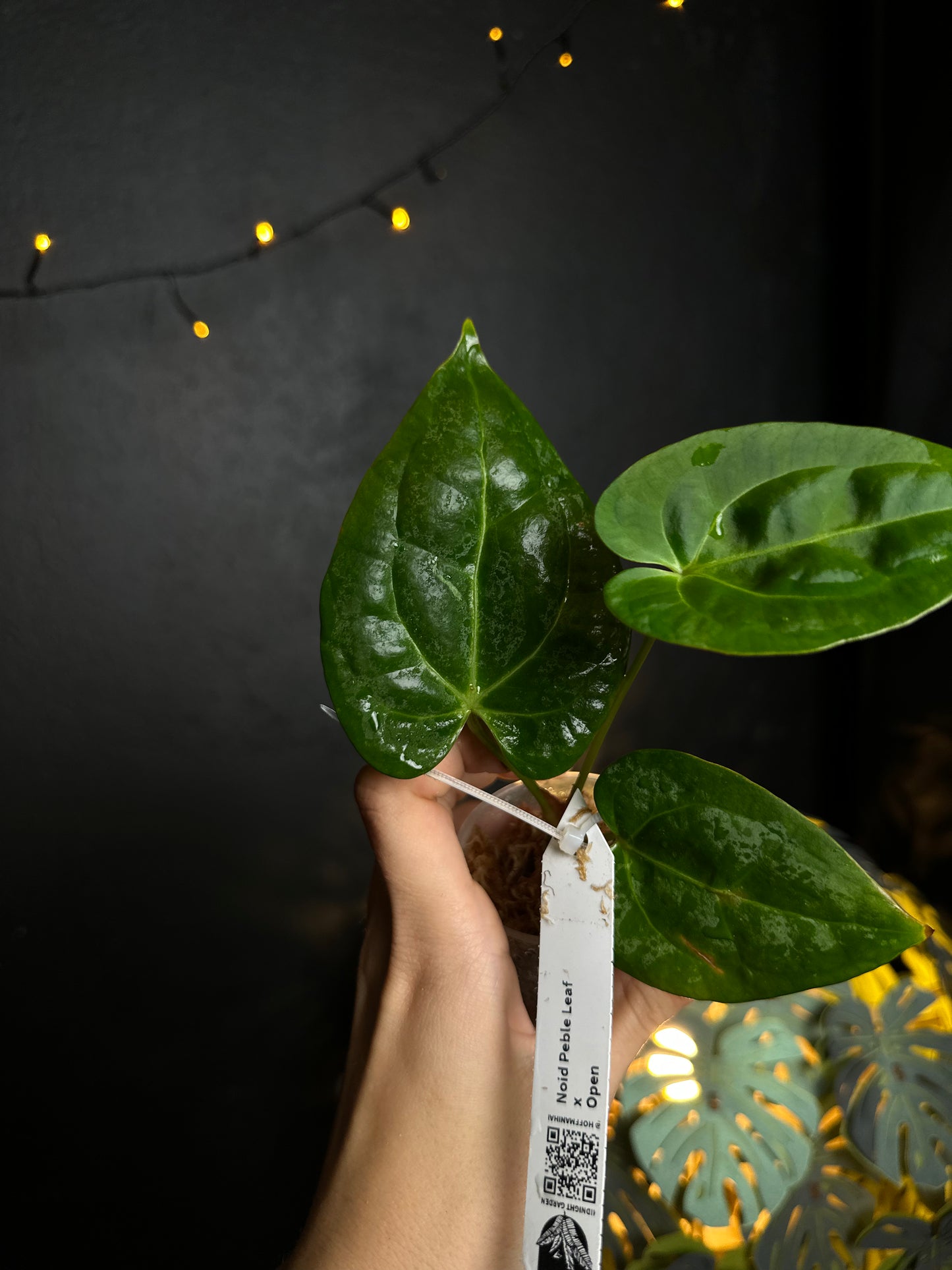 Anthurium NOID Peble leaf x open - Midnight Garden (Hai)