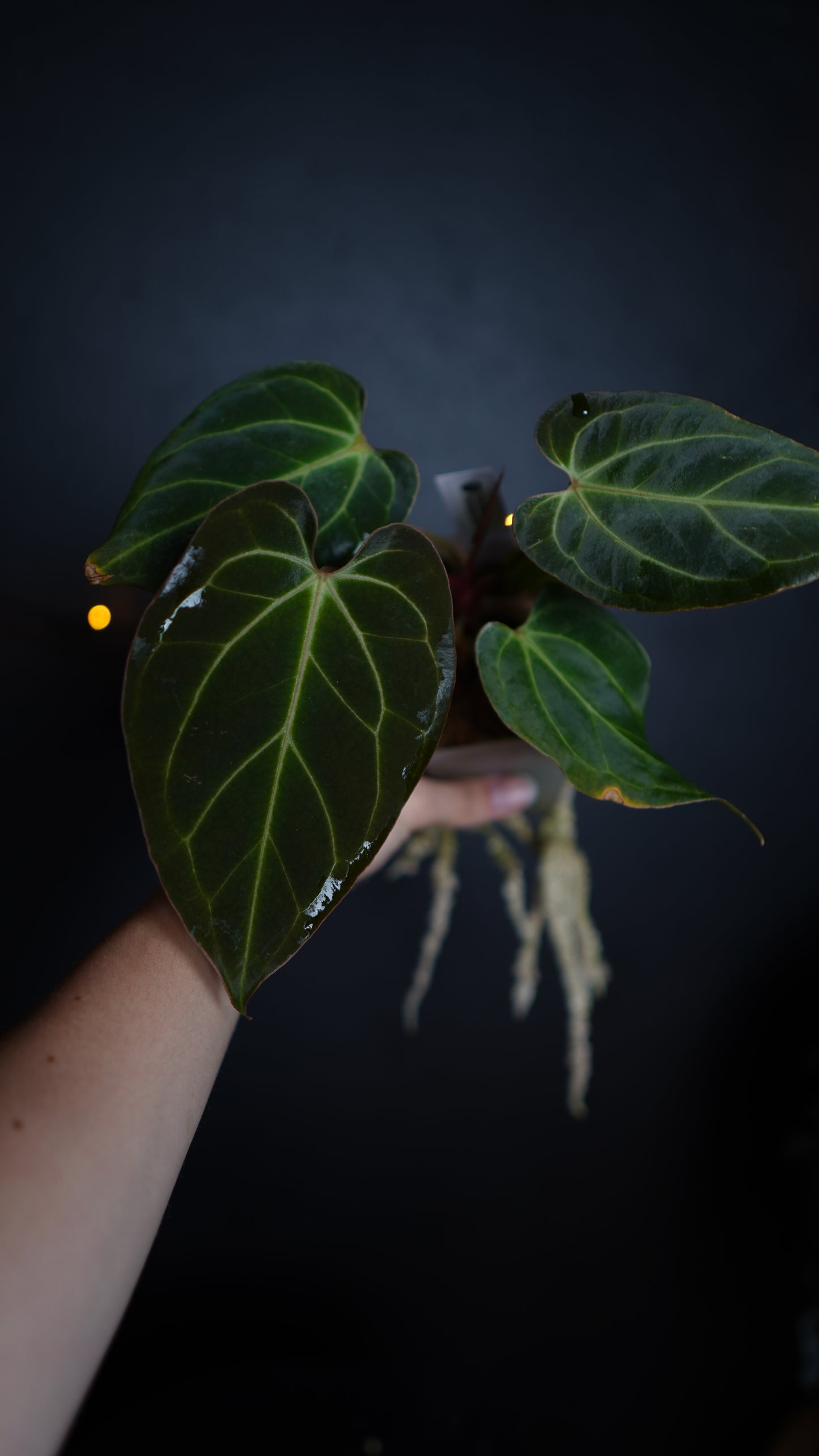 Anthurium Papillilaminum hybrid x Besseae aff Selected