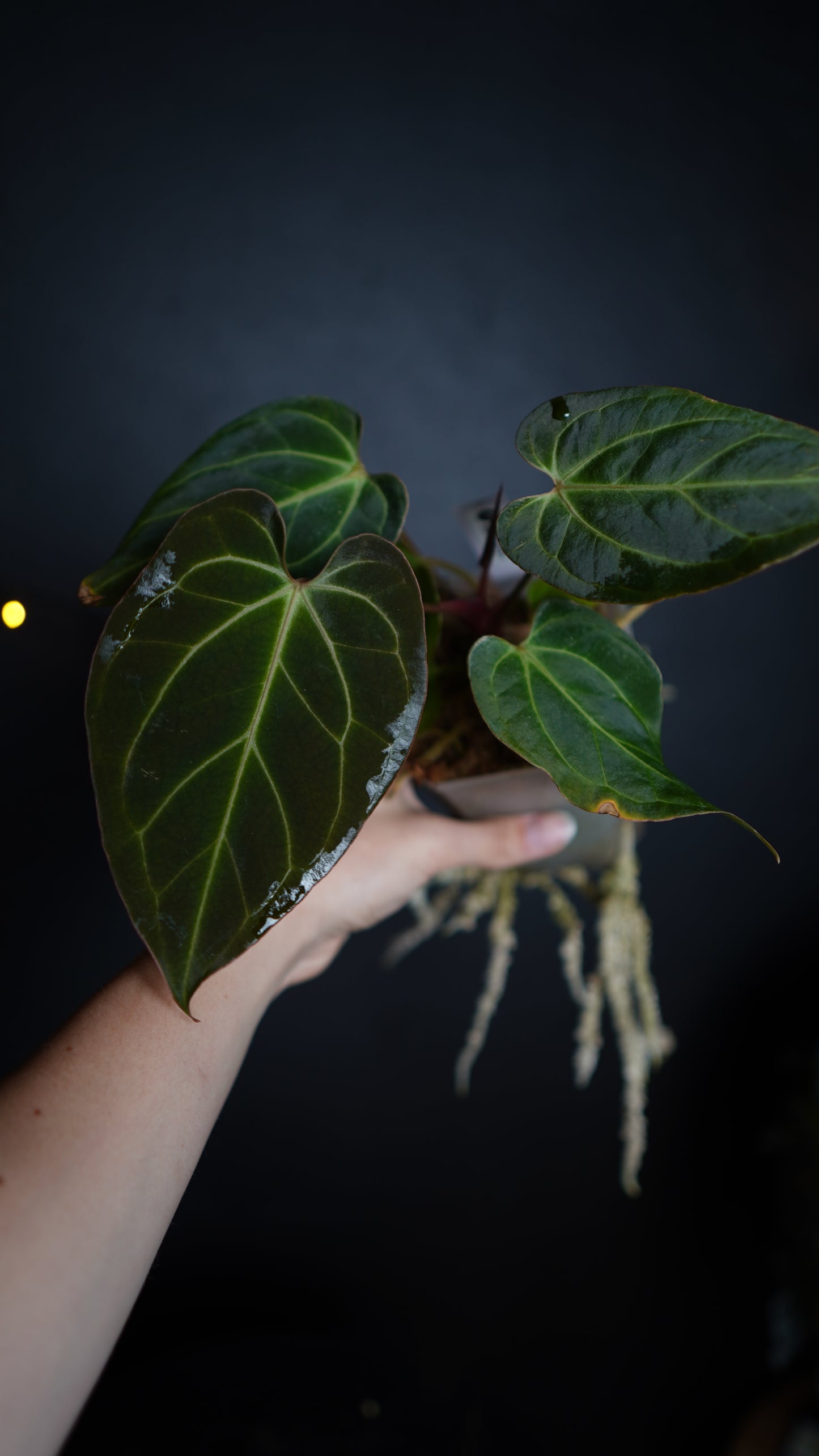 Anthurium Papillilaminum hybrid x Besseae aff Selected