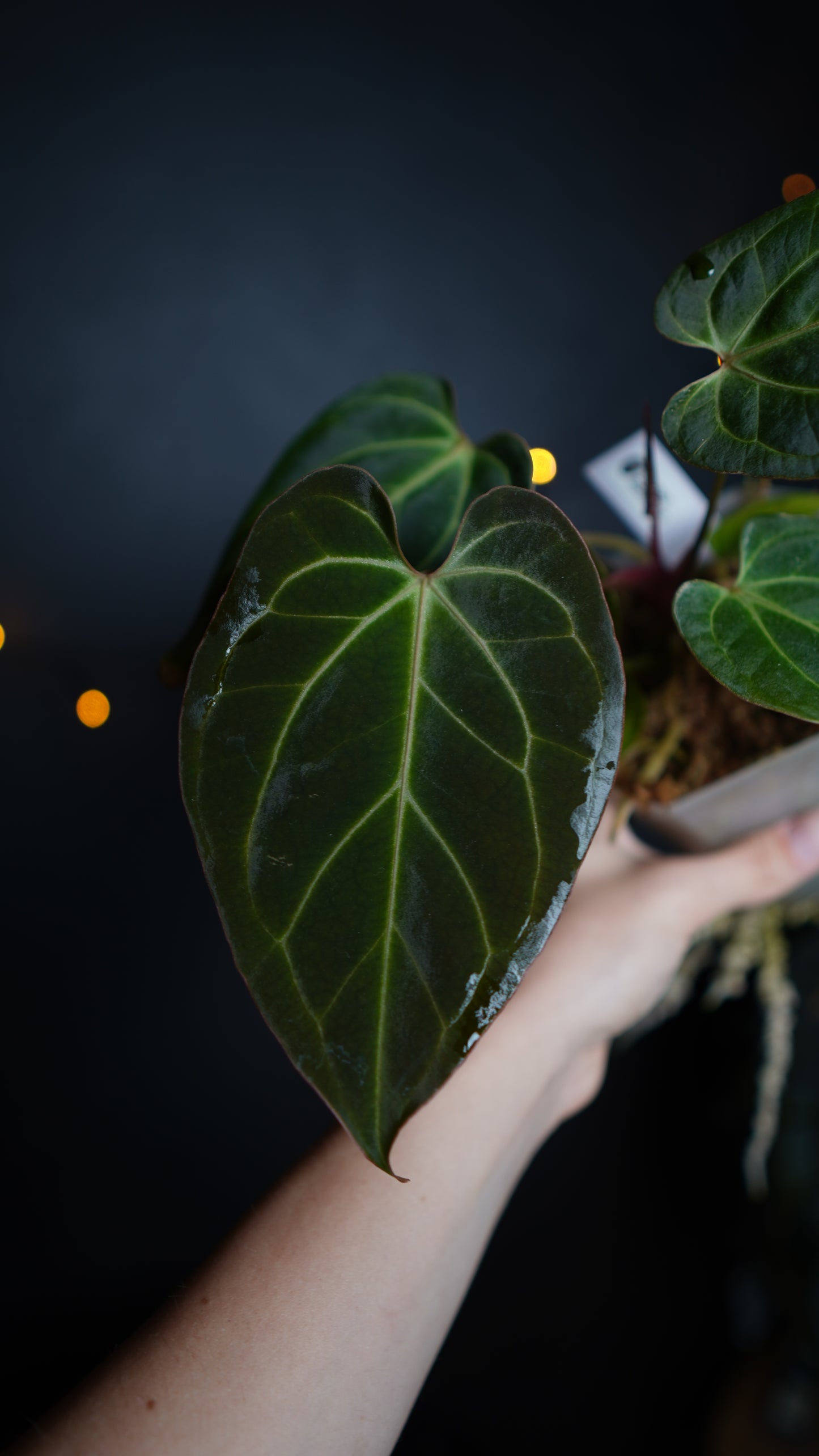 Anthurium Papillilaminum hybrid x Besseae aff Selected