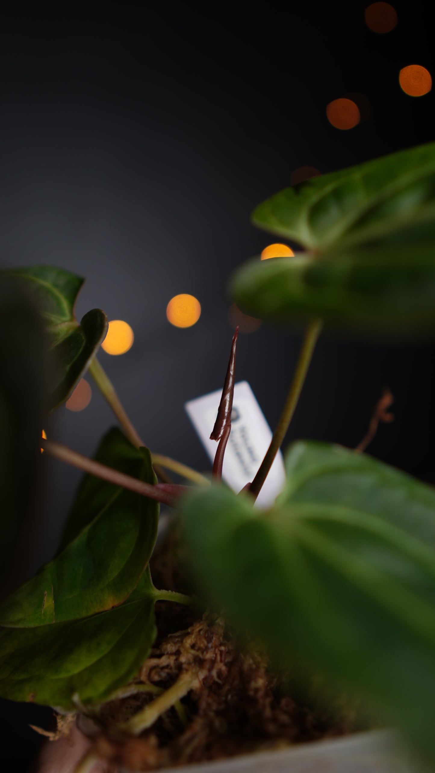Anthurium Papillilaminum hybrid x Besseae aff Selected