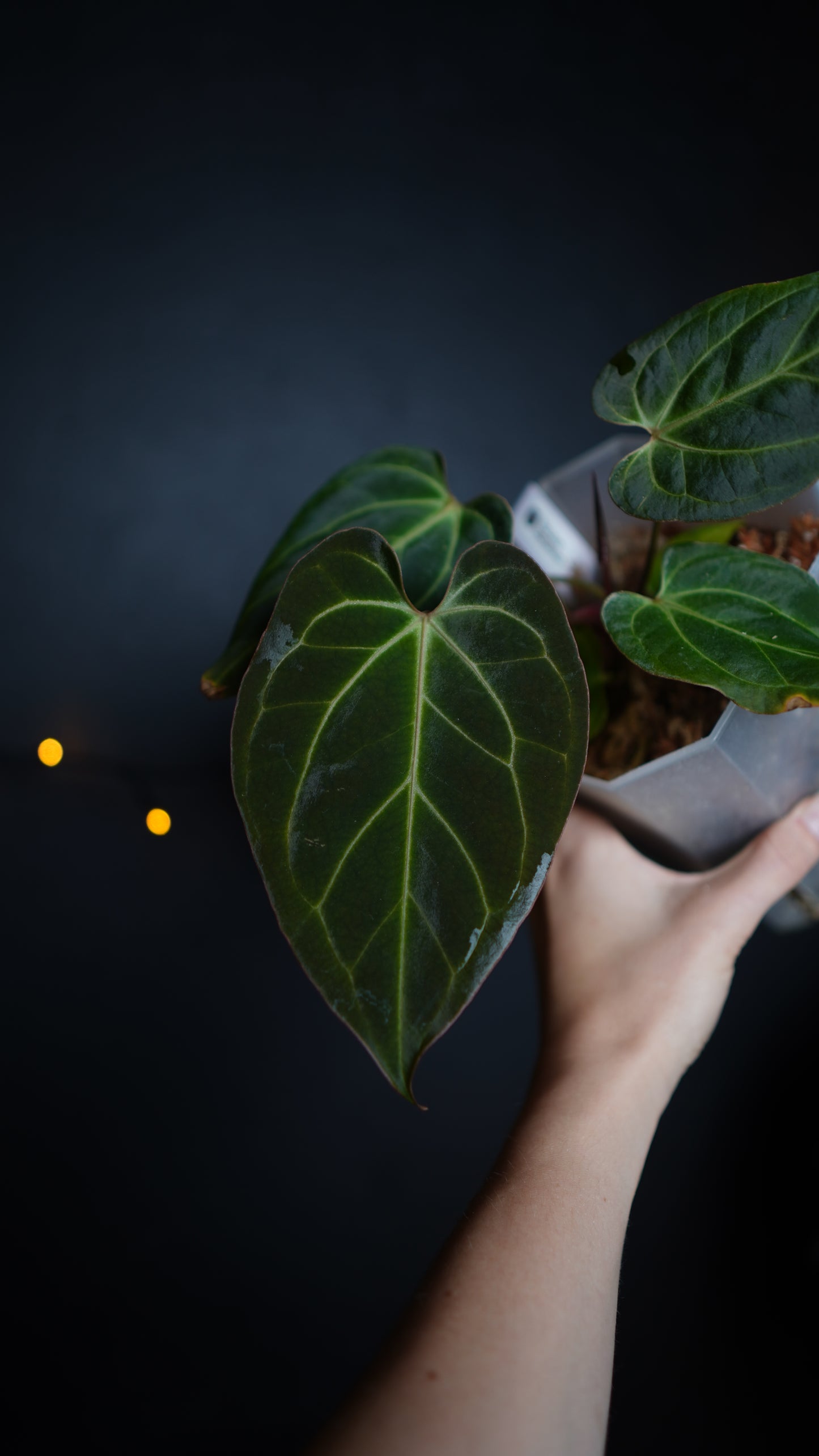 Anthurium Papillilaminum hybrid x Besseae aff Selected