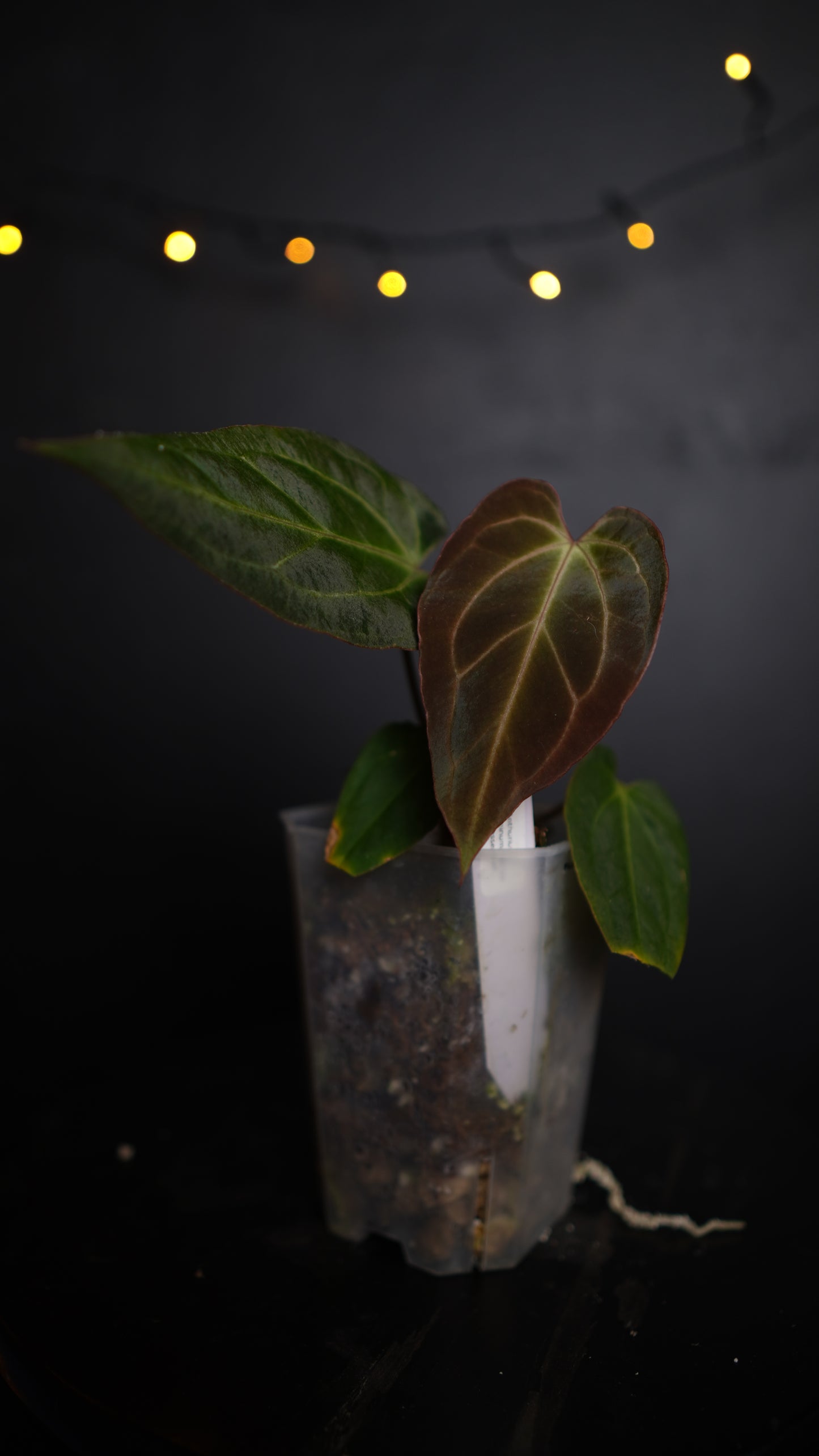 Anthurium Papillilaminum hybrid x Besseae aff Selected
