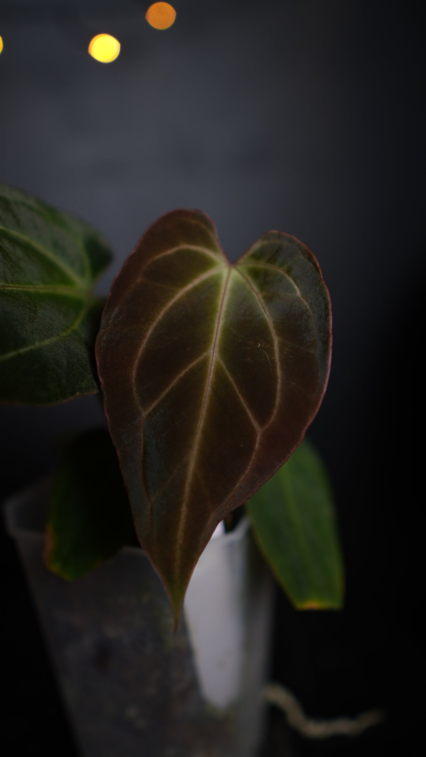 Anthurium Papillilaminum hybrid x Besseae aff Selected