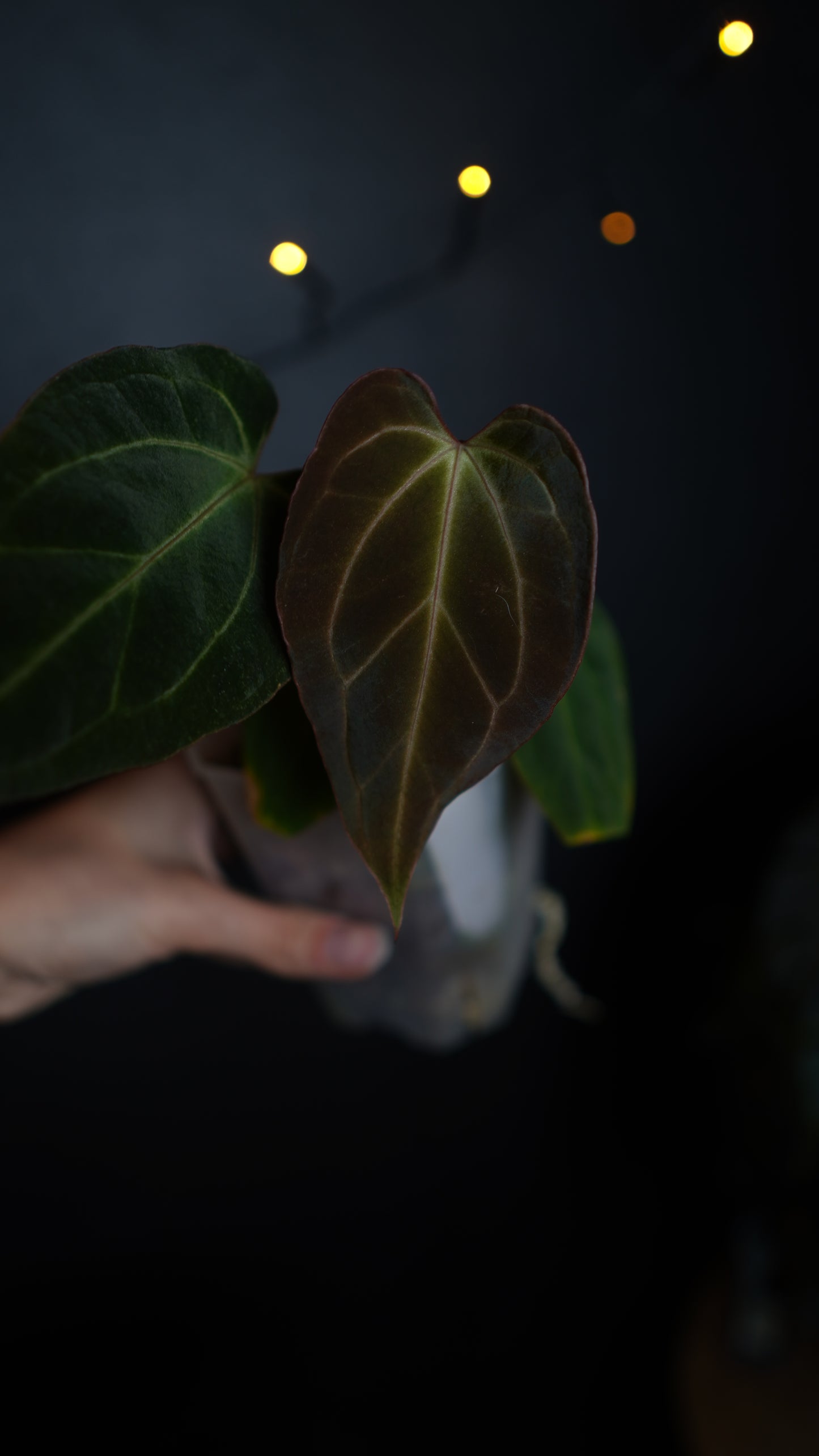 Anthurium Papillilaminum hybrid x Besseae aff Selected