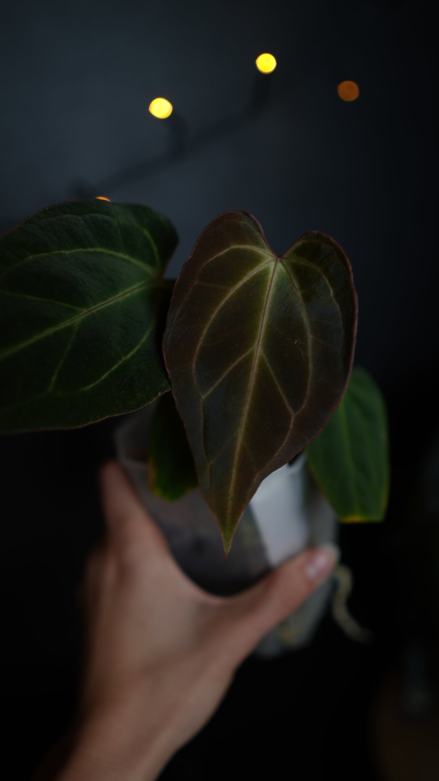 Anthurium Papillilaminum hybrid x Besseae aff Selected