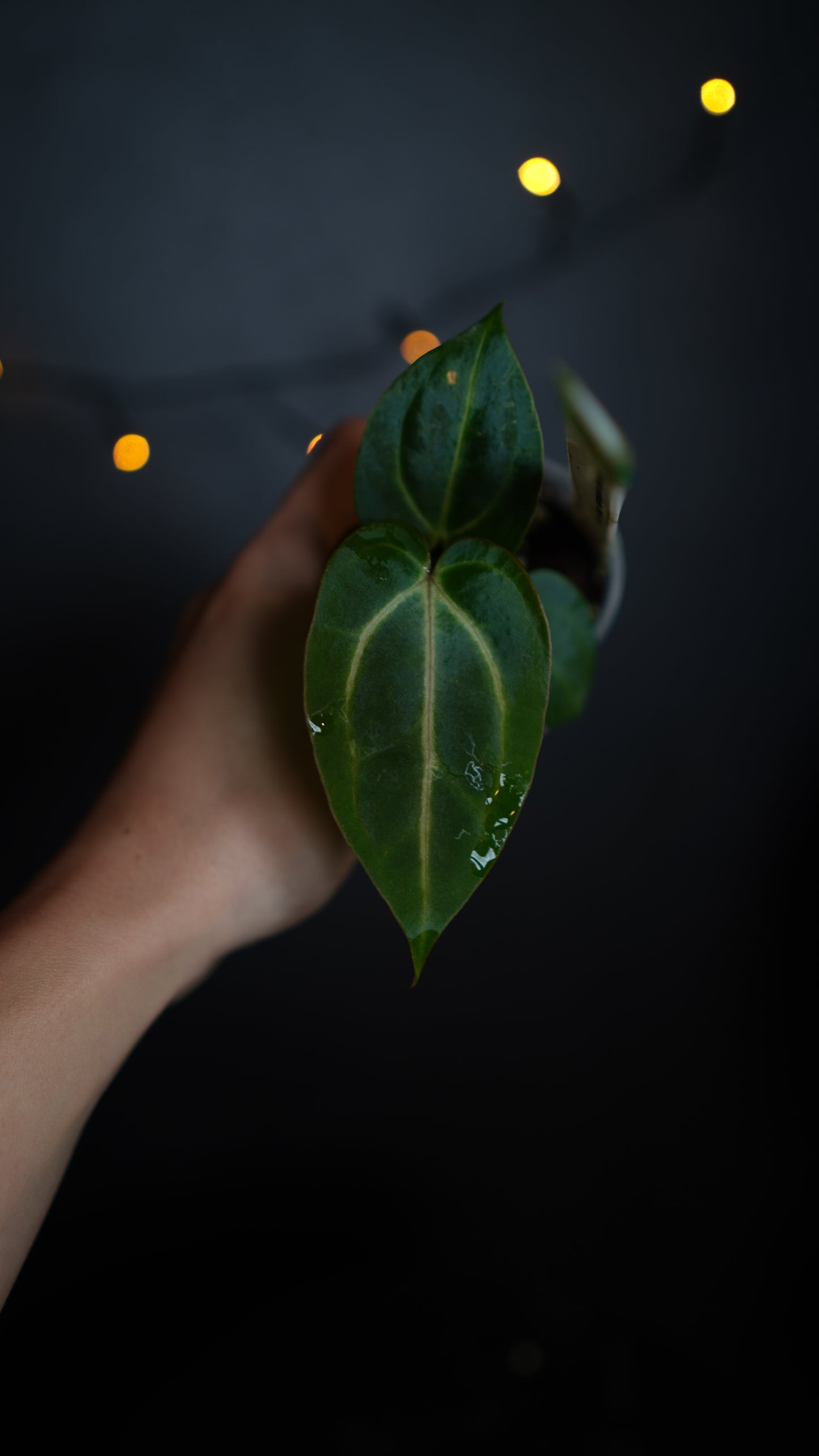 Anthurium carlablackiae 'District' x 'Buz 1' from Buz Plants
