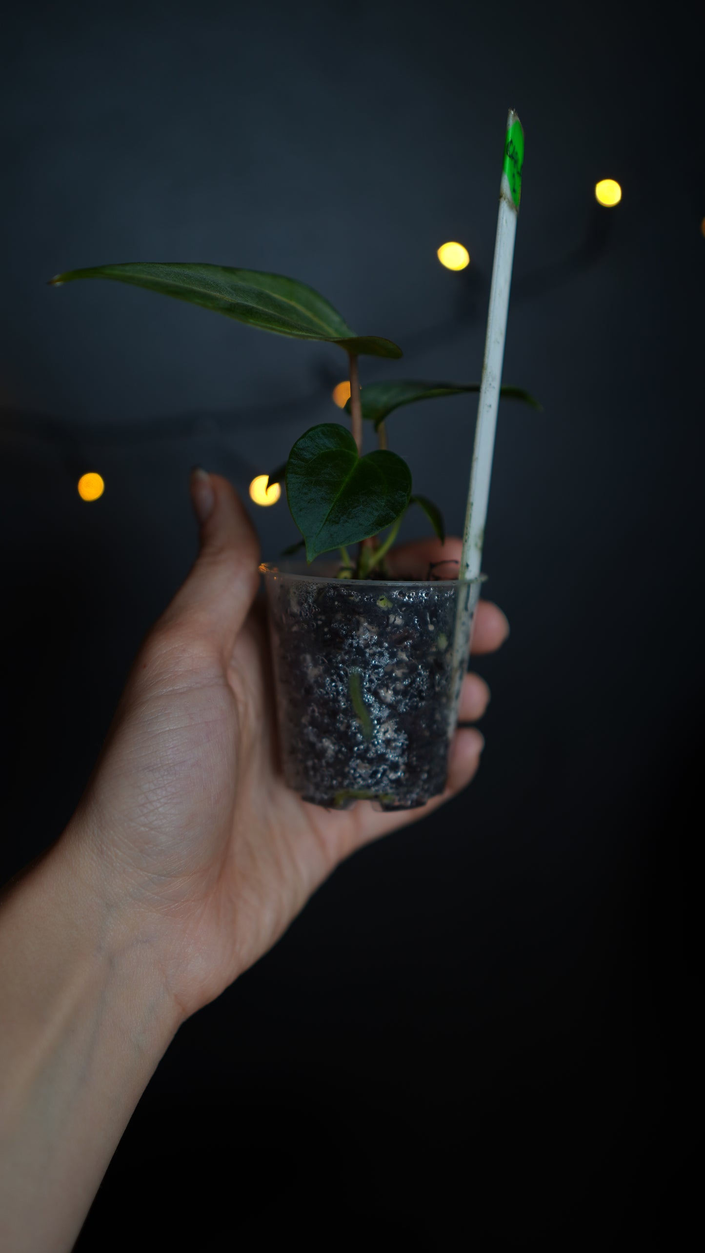 Anthurium carlablackiae 'District' x 'Buz 1' from Buz Plants