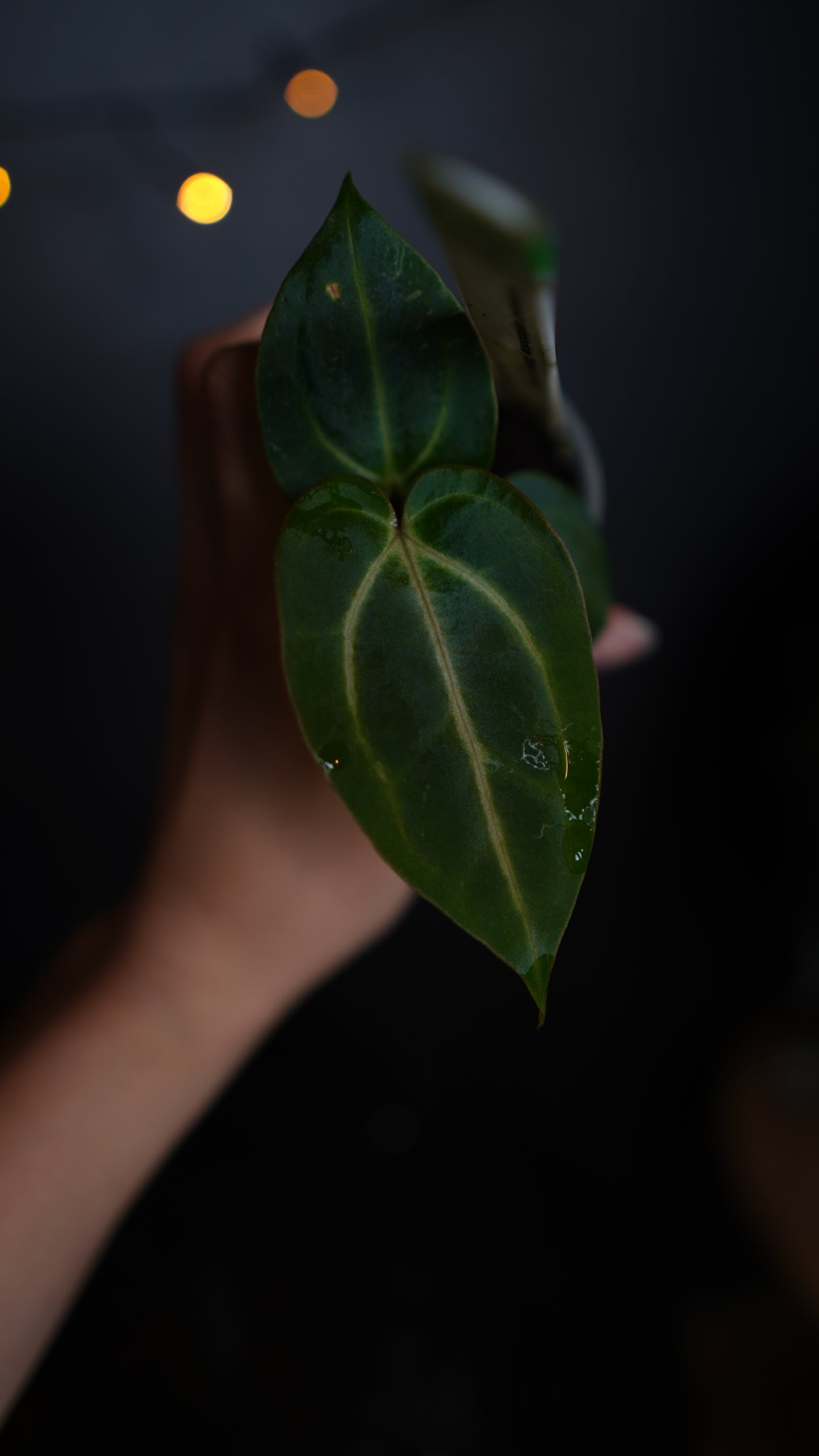 Anthurium carlablackiae 'District' x 'Buz 1' from Buz Plants