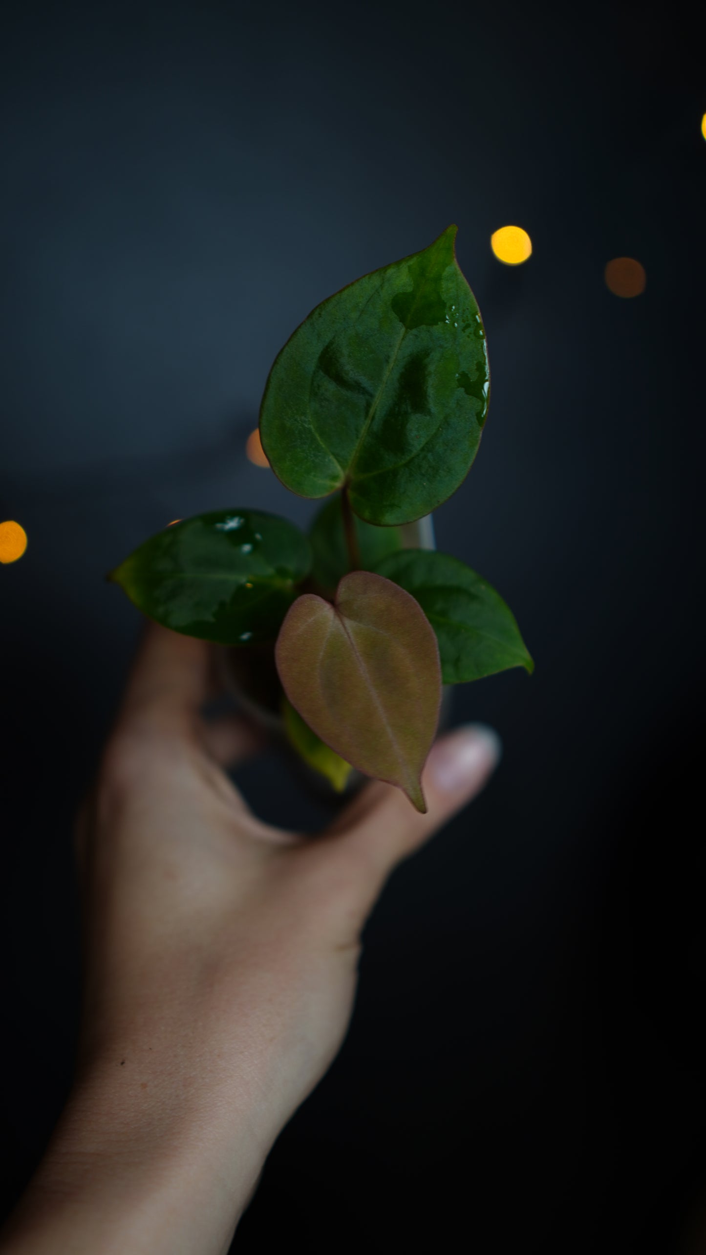 Anthurium papillilaminum seed