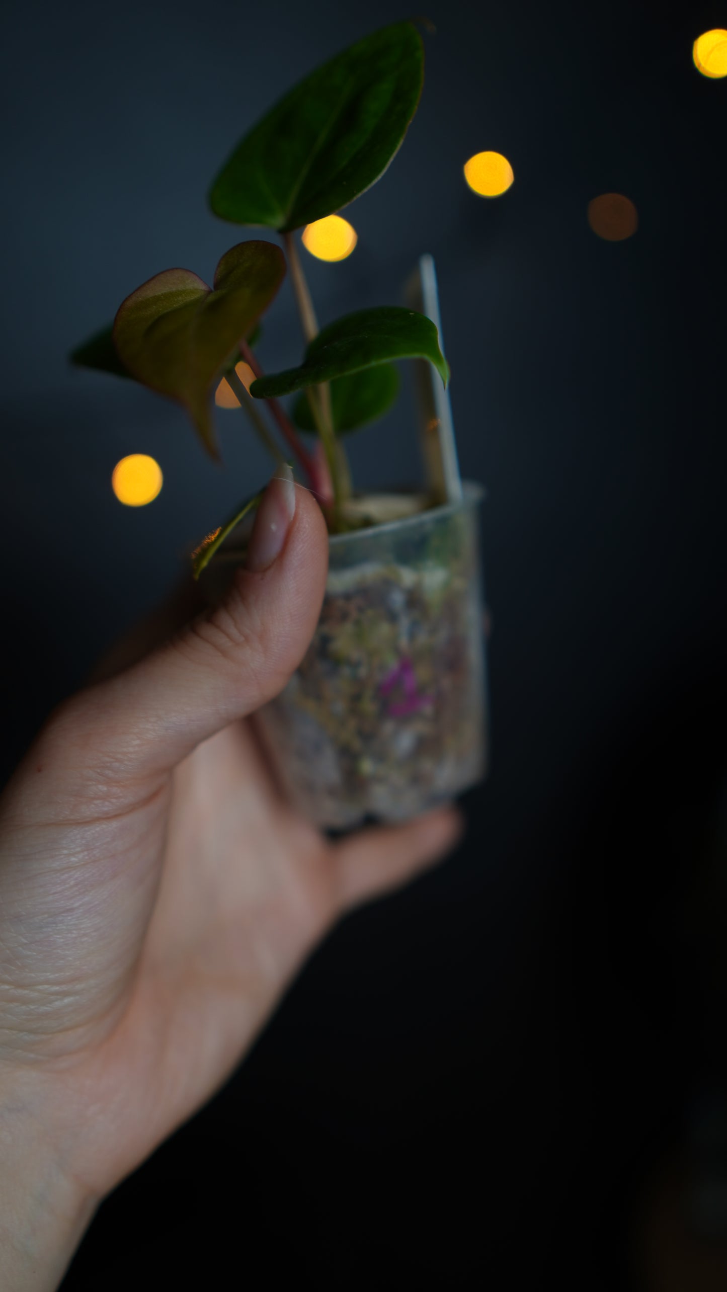 Anthurium papillilaminum seed