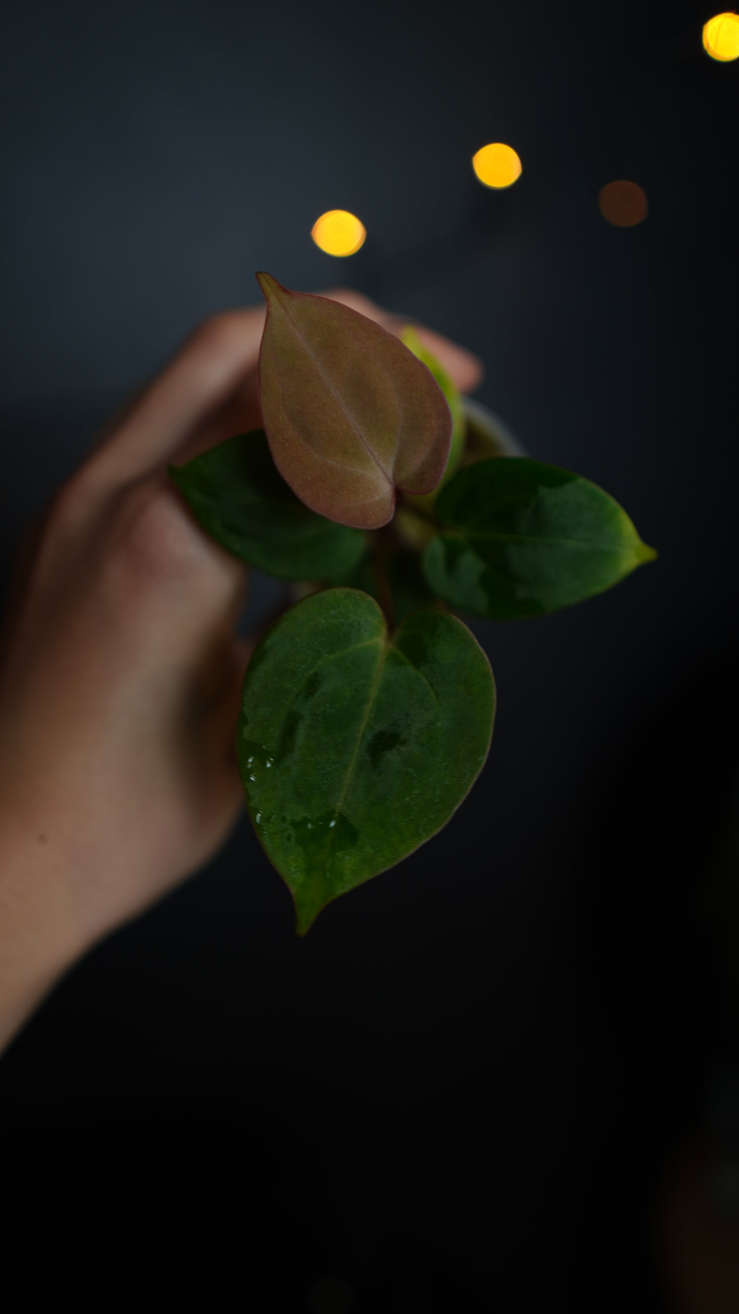 Anthurium papillilaminum seed