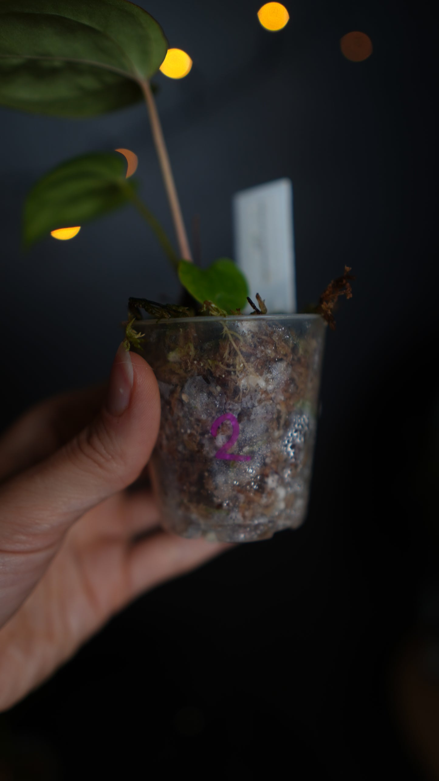 Anthurium papillilaminum seed