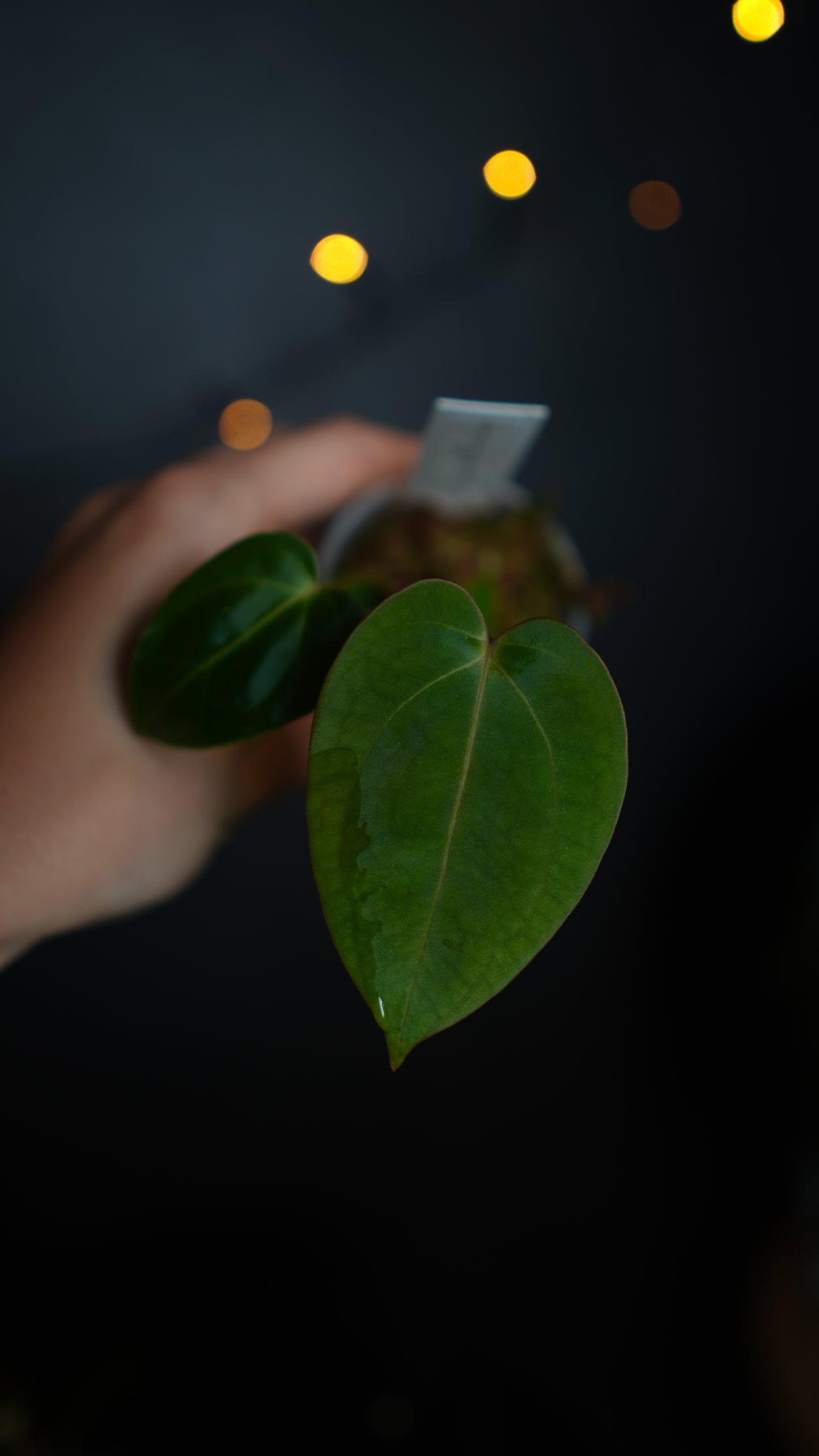 Anthurium papillilaminum seed