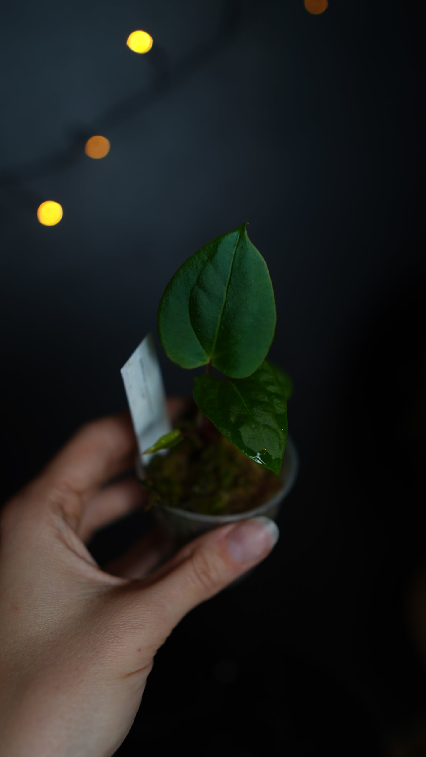 Anthurium papillilaminum seed